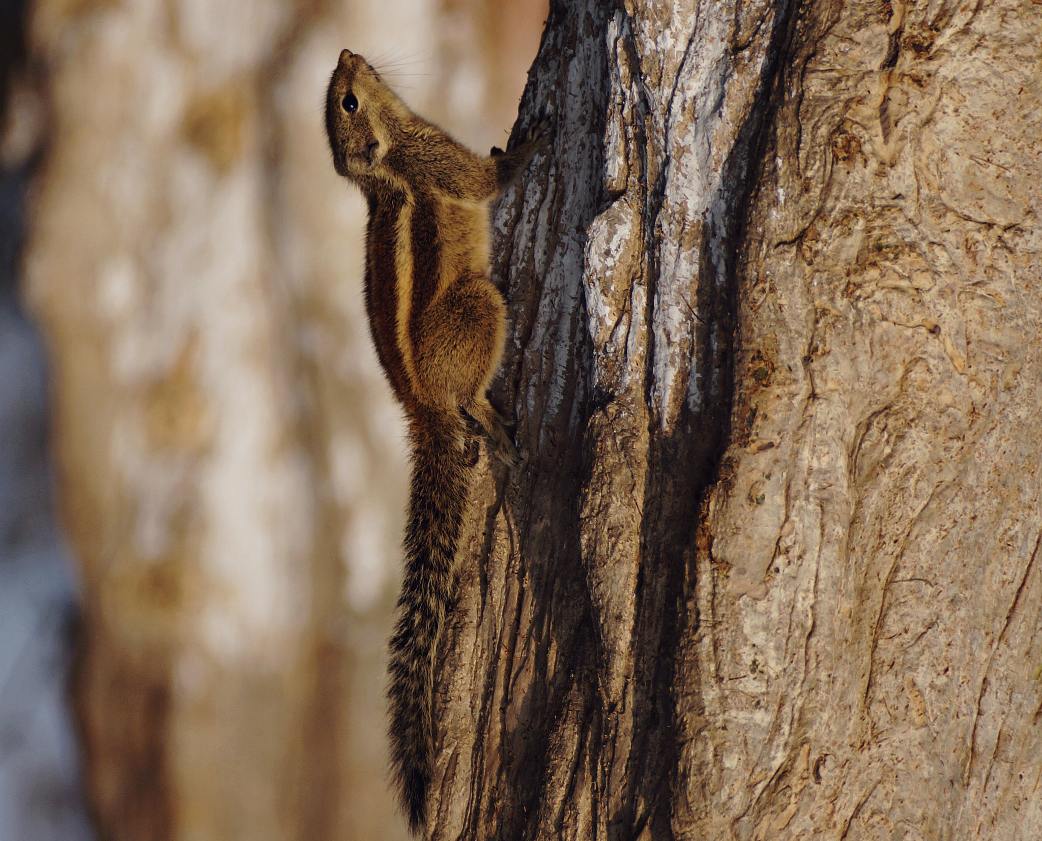 Sony SLT-A57 sample photo. A squirrel, well composed! photography