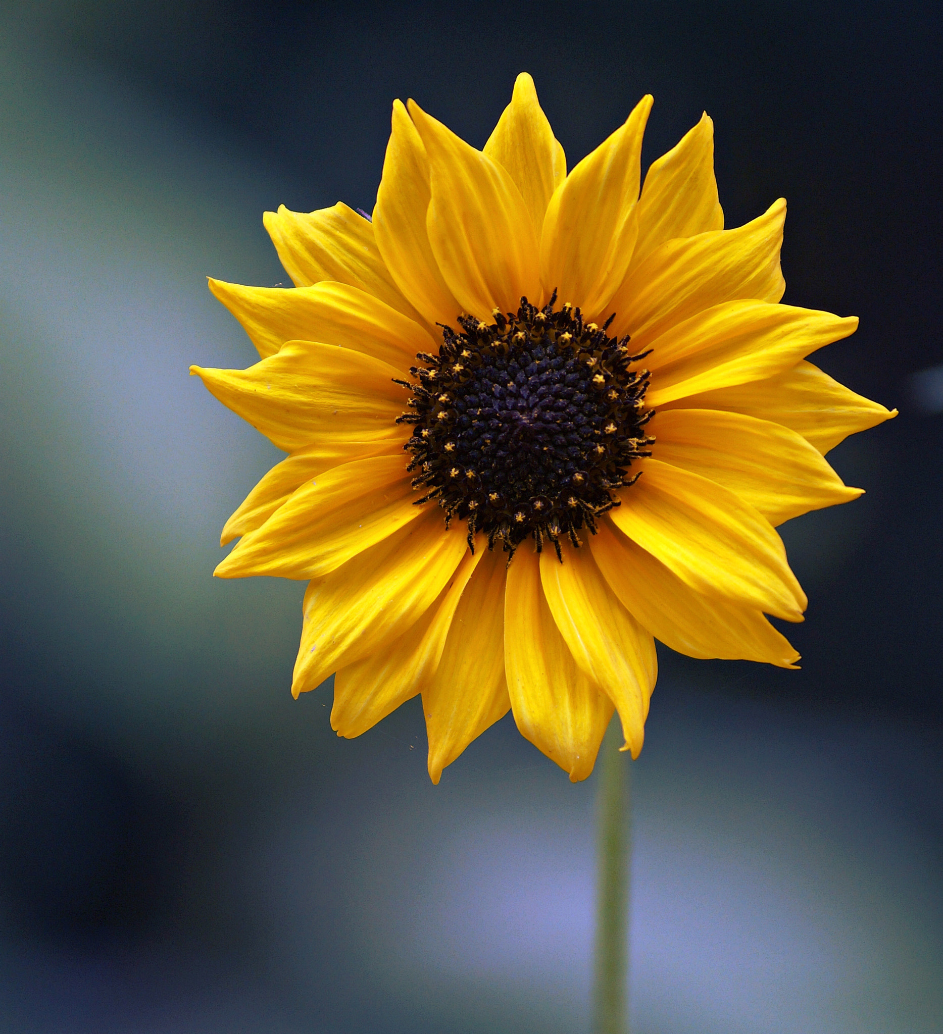 Sony SLT-A57 sample photo. Be the sunflower! photography