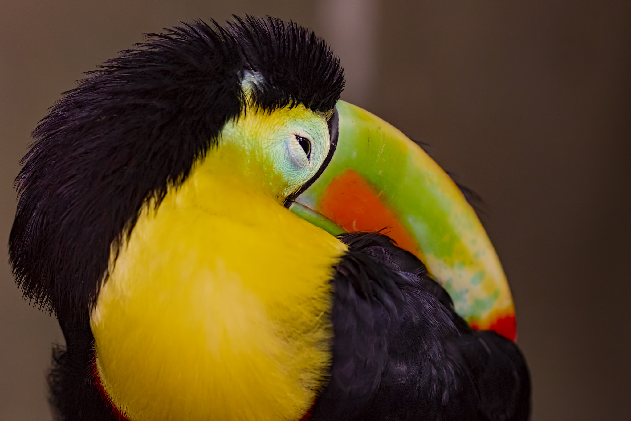 Canon EOS 700D (EOS Rebel T5i / EOS Kiss X7i) + Tamron SP AF 90mm F2.8 Di Macro sample photo. Shy toucan photography