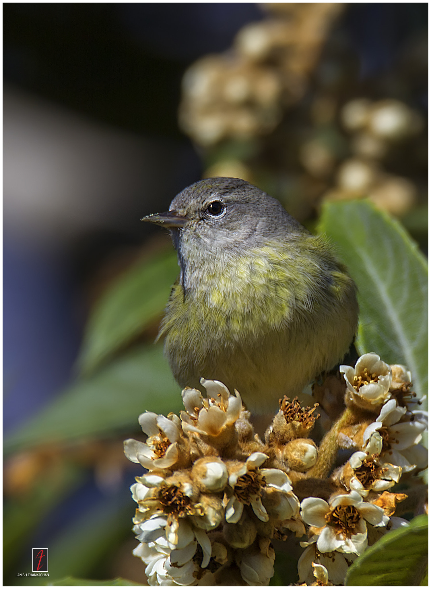 Tamron SP 150-600mm F5-6.3 Di VC USD sample photo. Nature's portrait photography