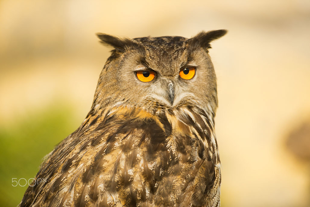 Nikon D800 + Nikon AF-S Nikkor 500mm F4G ED VR sample photo. The owl eyes photography