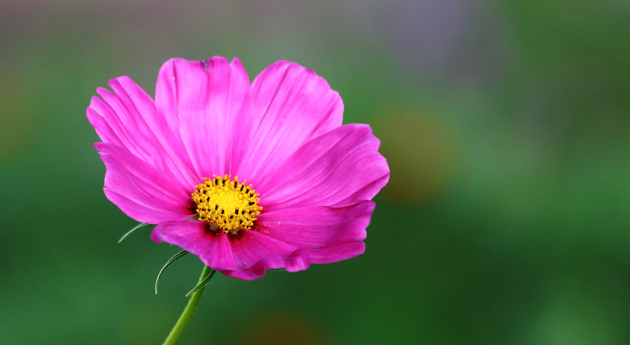 Canon EF 70-300mm F4-5.6 IS USM sample photo. Cosmos photography