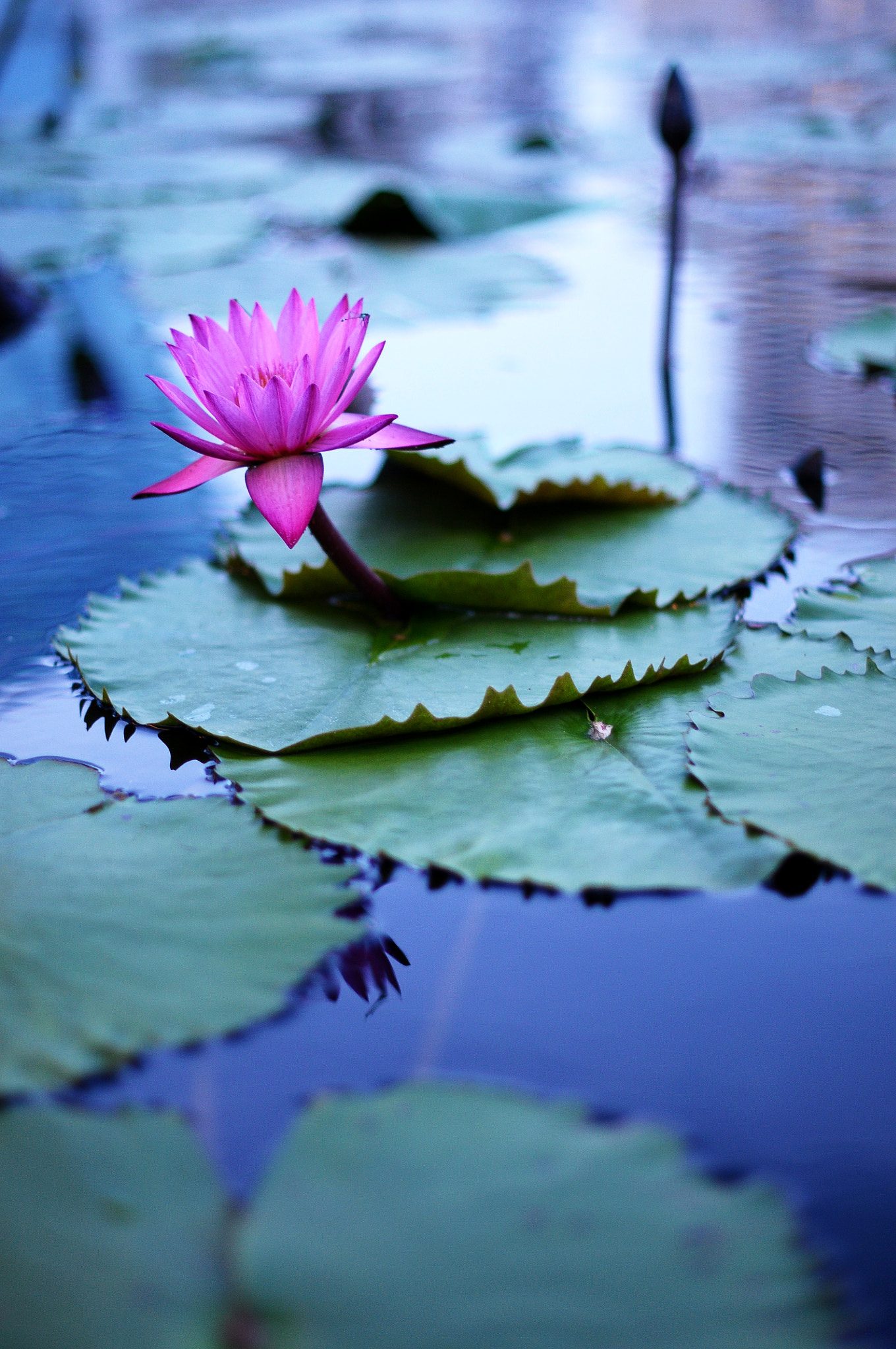 Nikon D300S + Nikon AF-S Nikkor 50mm F1.4G sample photo. Water lily photography