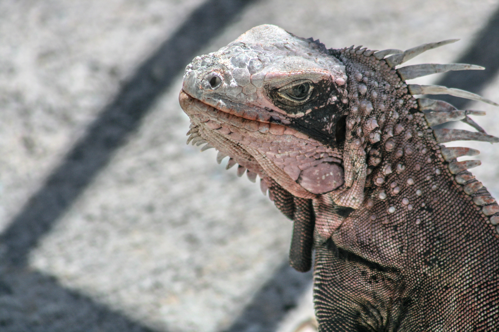 Canon EF 75-300mm f/4-5.6 USM sample photo. St thomas photography