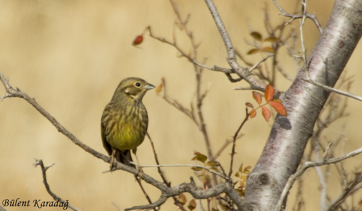 Canon EOS 1100D (EOS Rebel T3 / EOS Kiss X50) sample photo. 2.jpg photography