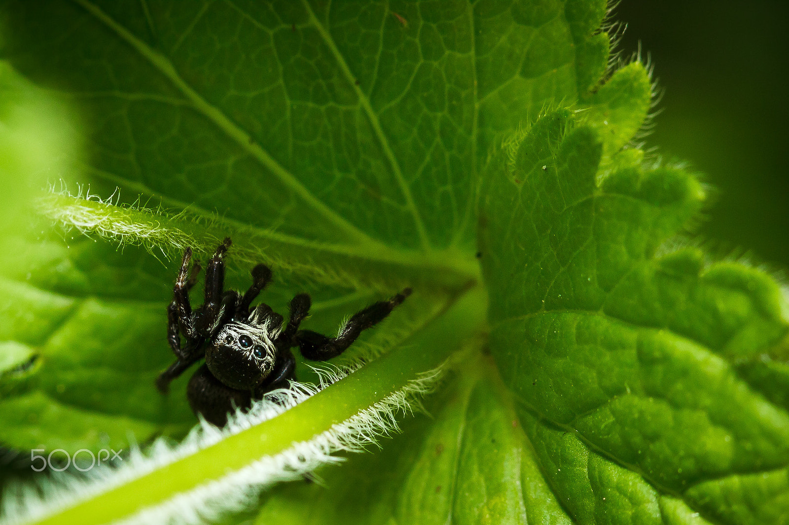 Canon EF 100mm F2.8 Macro USM sample photo. Big-eyed spider photography