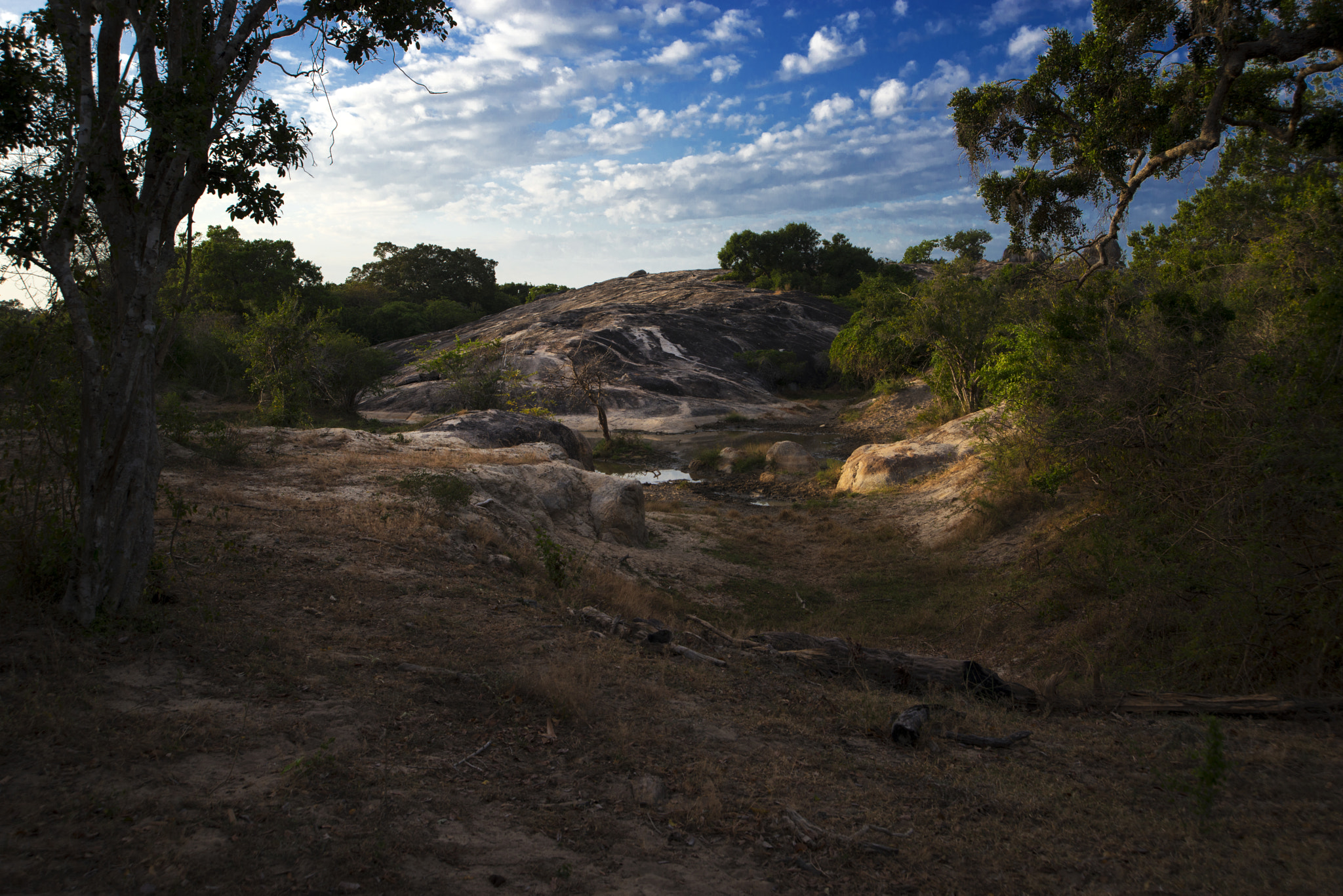 Nikon D800 sample photo. Lepard rock in yala national park photography