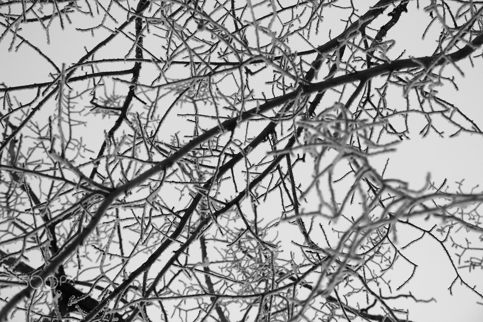 Canon EOS 550D (EOS Rebel T2i / EOS Kiss X4) sample photo. Bw winter trees photography