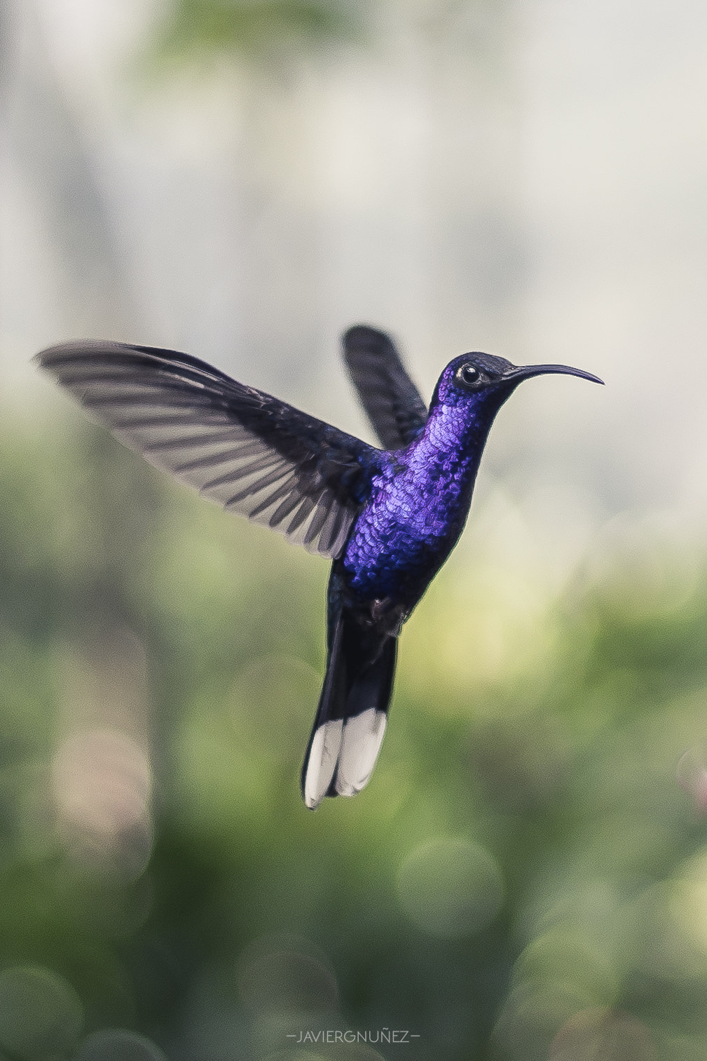 Sony a7 + Canon EF 50mm F1.8 II sample photo. Purple hummingbird photography
