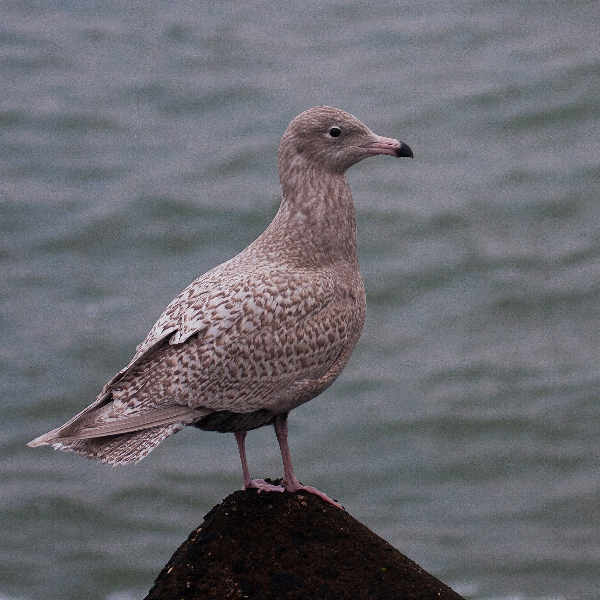 Canon EOS 40D + Canon EF 100-400mm F4.5-5.6L IS USM sample photo. Its that time of year. glaucous gulls travel southwards from the artic photography