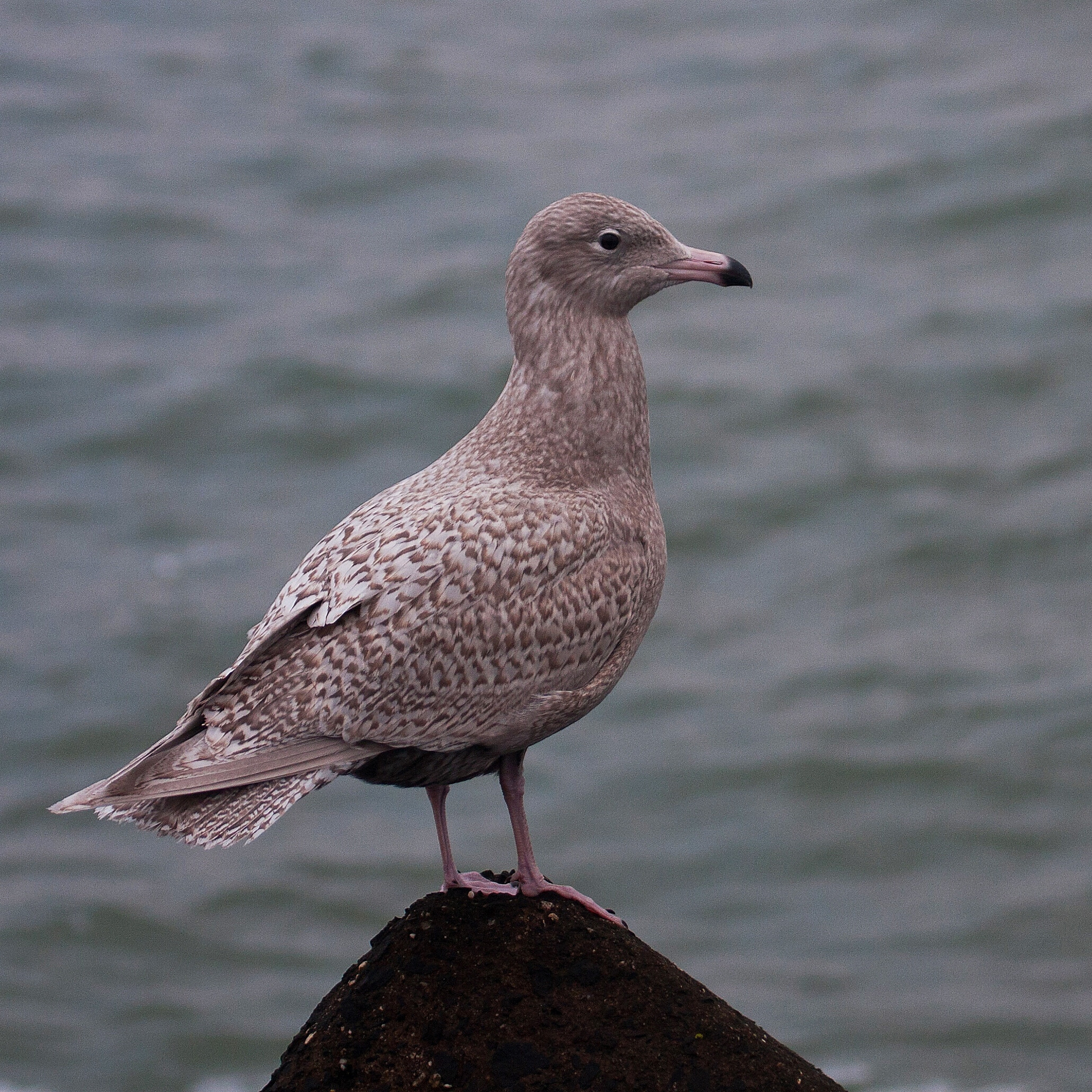 Canon EF 100-400mm F4.5-5.6L IS USM sample photo. Its that time of year. glaucous gulls travel southwards from the artic photography