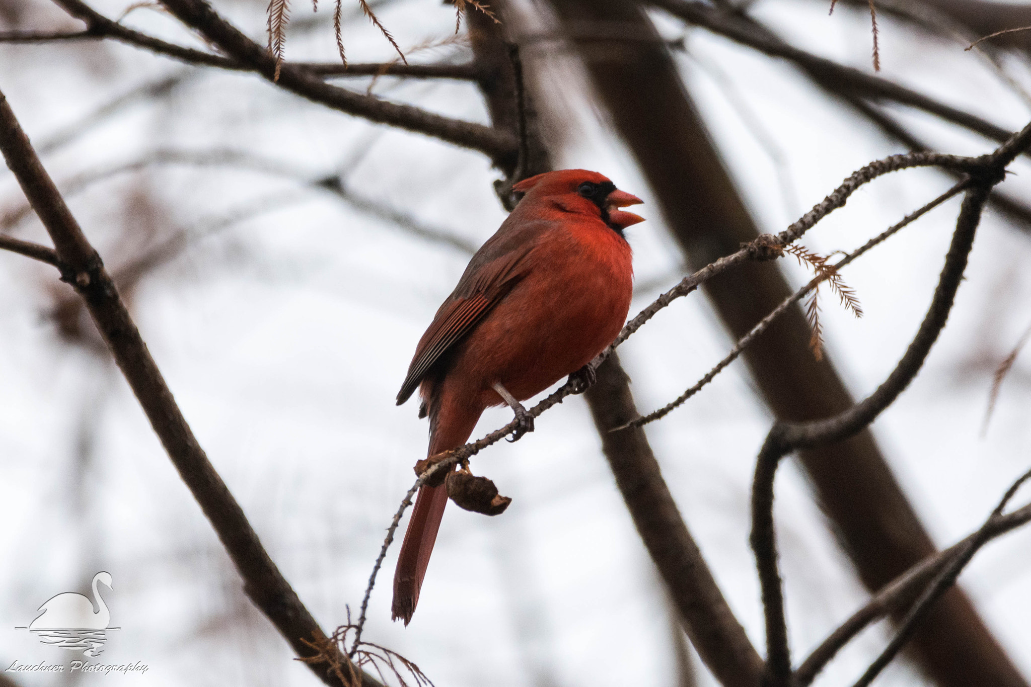 Sigma 150-600mm F5-6.3 DG OS HSM | C sample photo. Cardinal having a snack photography