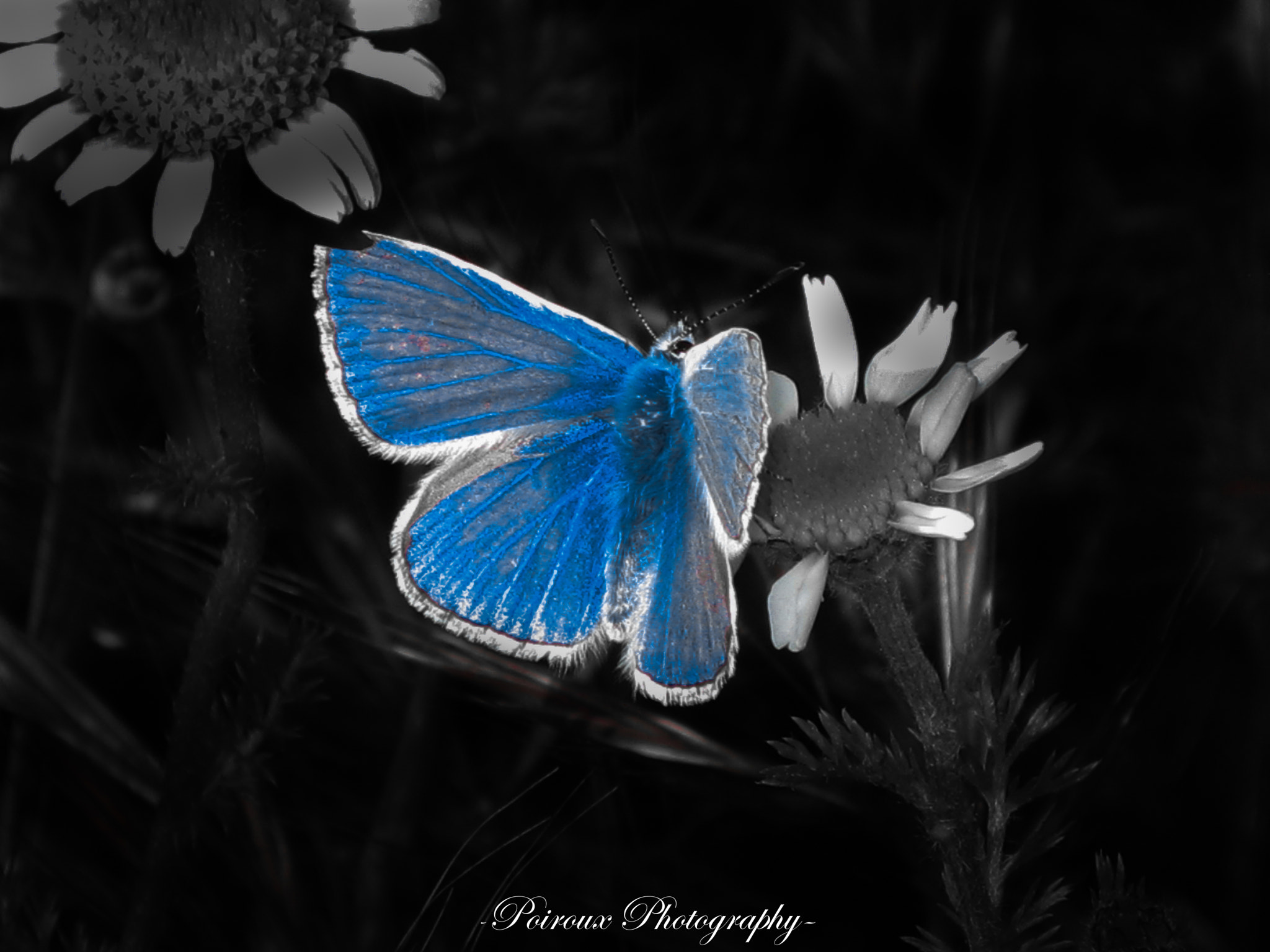 Canon PowerShot SD1100 IS (Digital IXUS 80 IS / IXY Digital 20 IS) sample photo. Blue butterfly photography