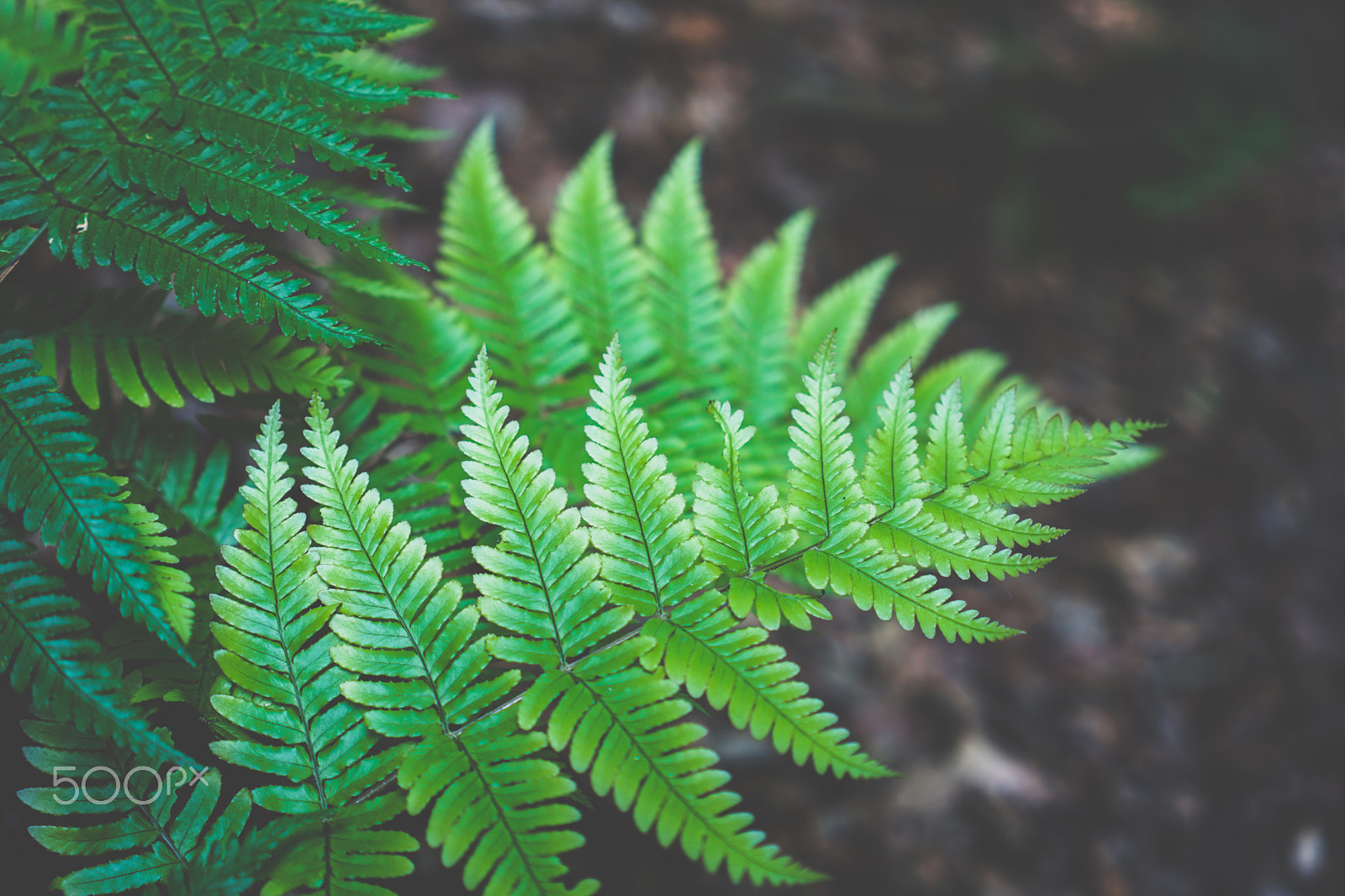 Sony a6000 + Sony Sonnar T* FE 35mm F2.8 ZA sample photo. The fern photography