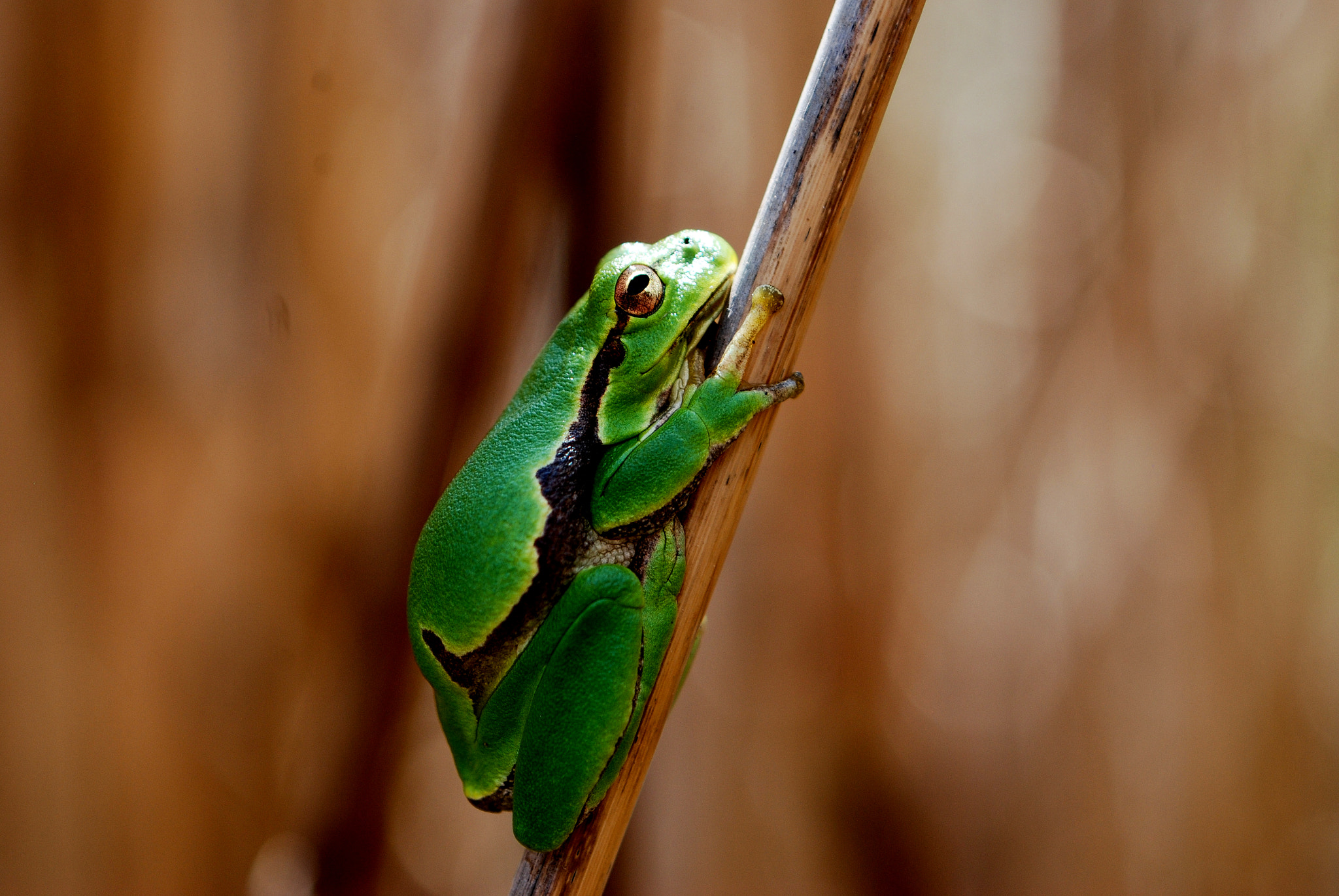 AF Zoom-Nikkor 35-80mm f/4-5.6D N sample photo. Hyla arborea photography