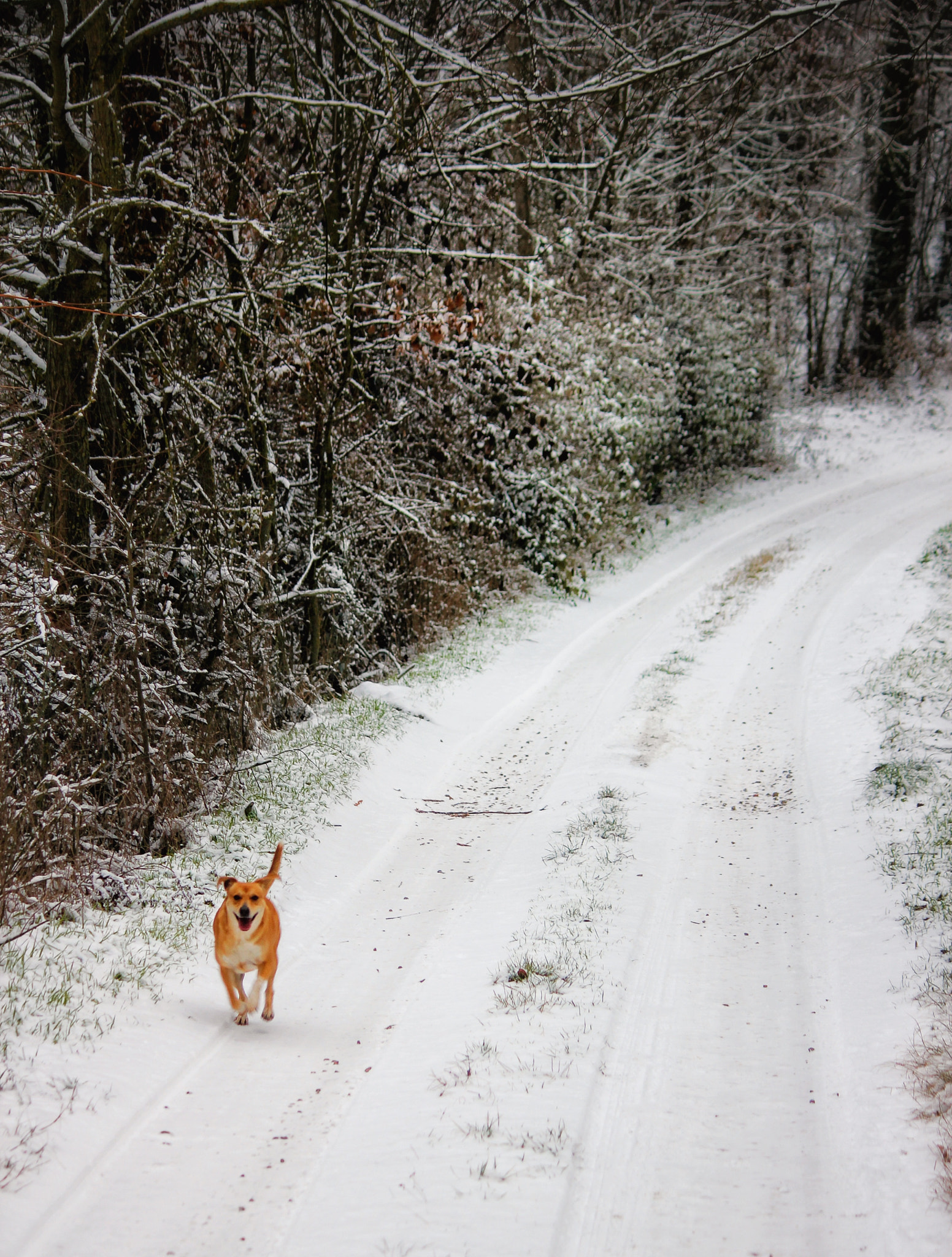 Canon EF-S 55-250mm F4-5.6 IS II sample photo. Born to run photography