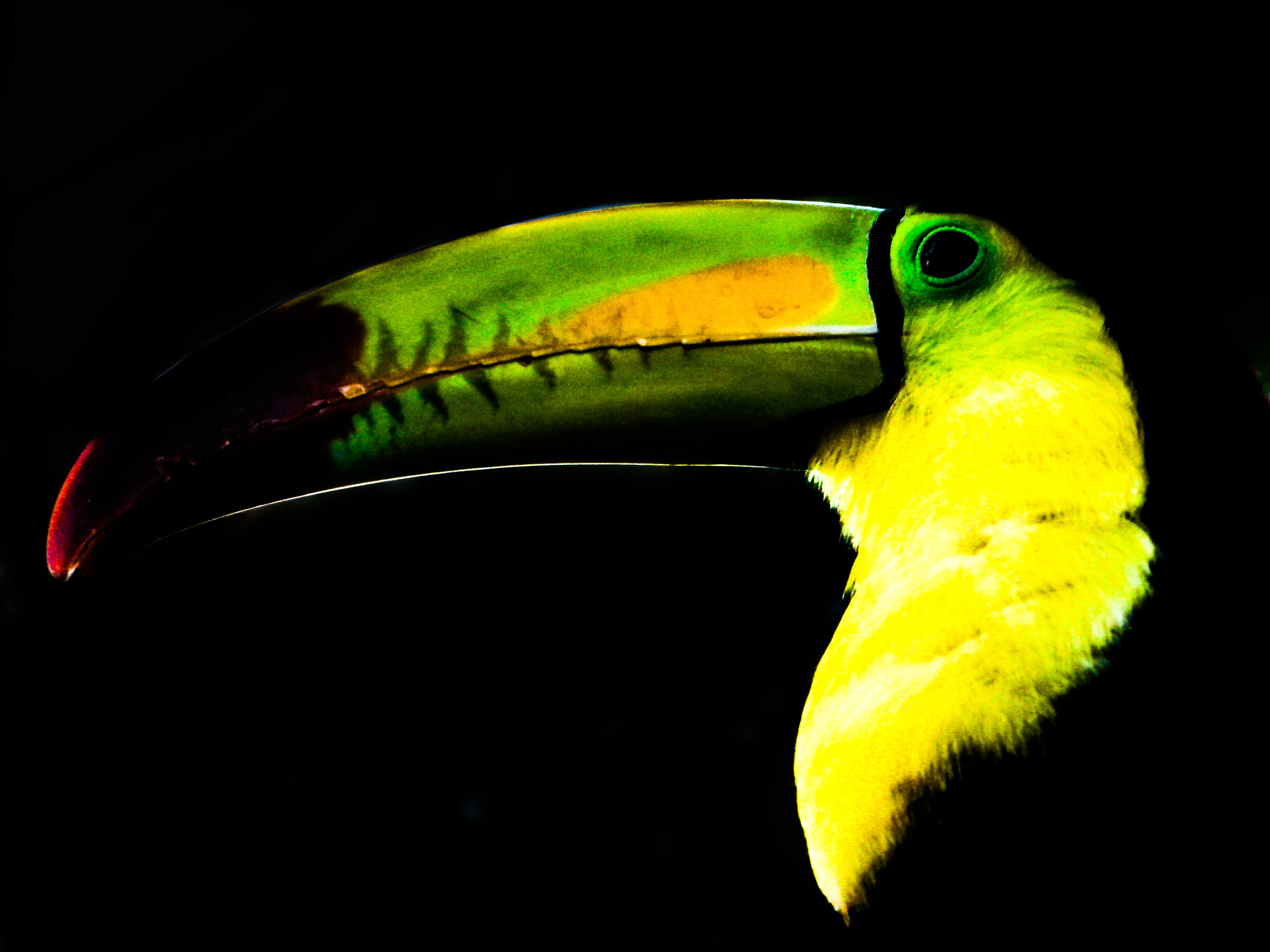 Canon POWERSHOT G7 sample photo. Tucan photography