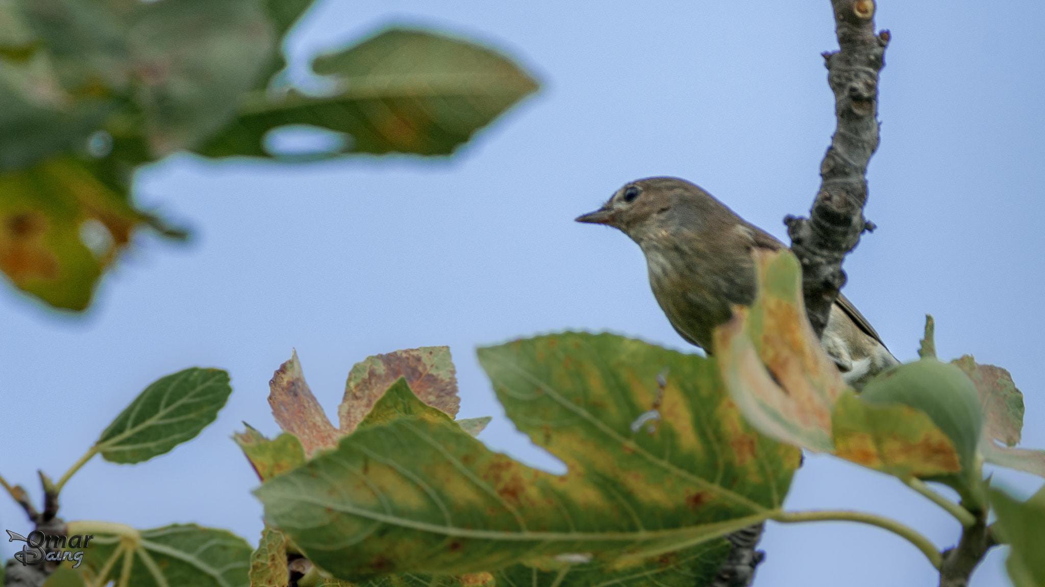 Pentax K10D sample photo. Boz Ötleğen (sylvia borin) - garden warbler photography