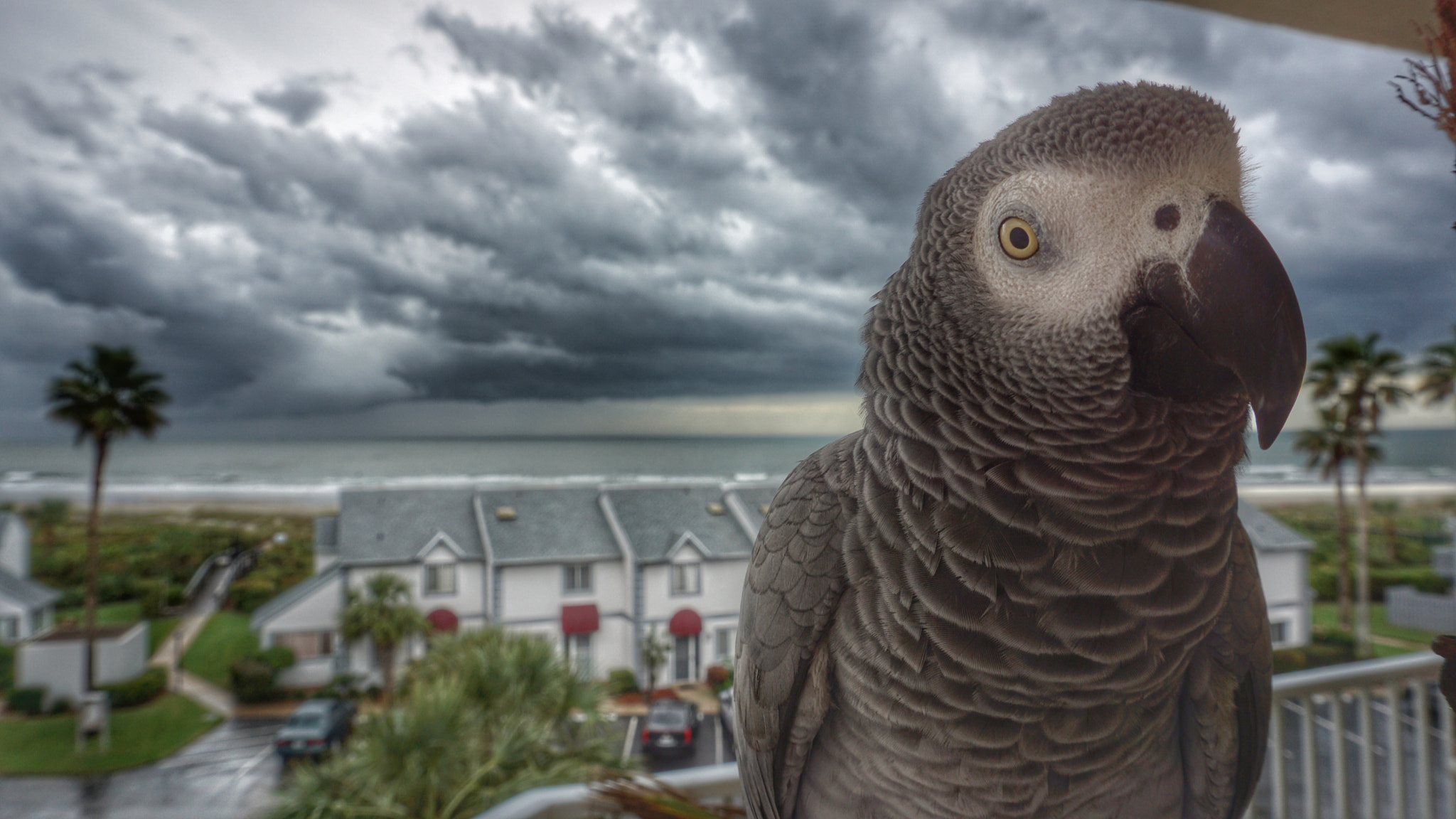 Sony a5100 + Sony E 18-50mm F4-5.6 sample photo. African grey parrot photography