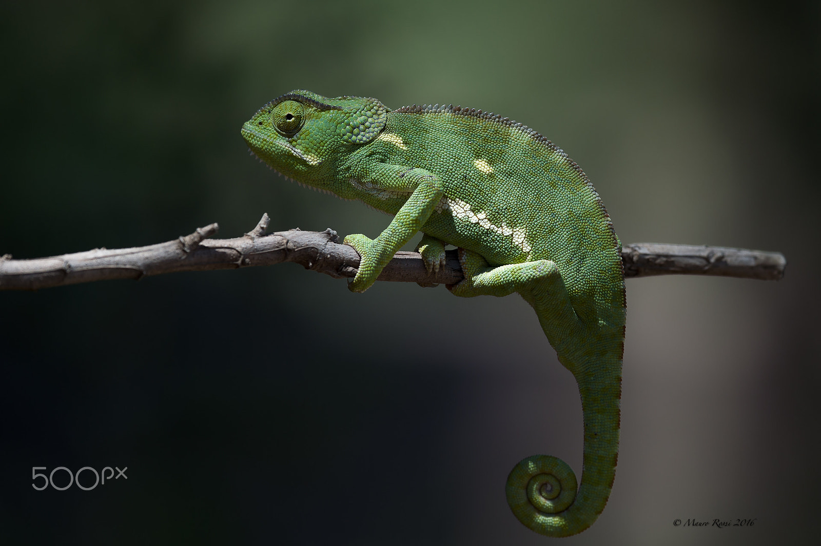 Nikon AF-S Nikkor 500mm F4E FL ED VR sample photo. Camaleonte - chameleon photography