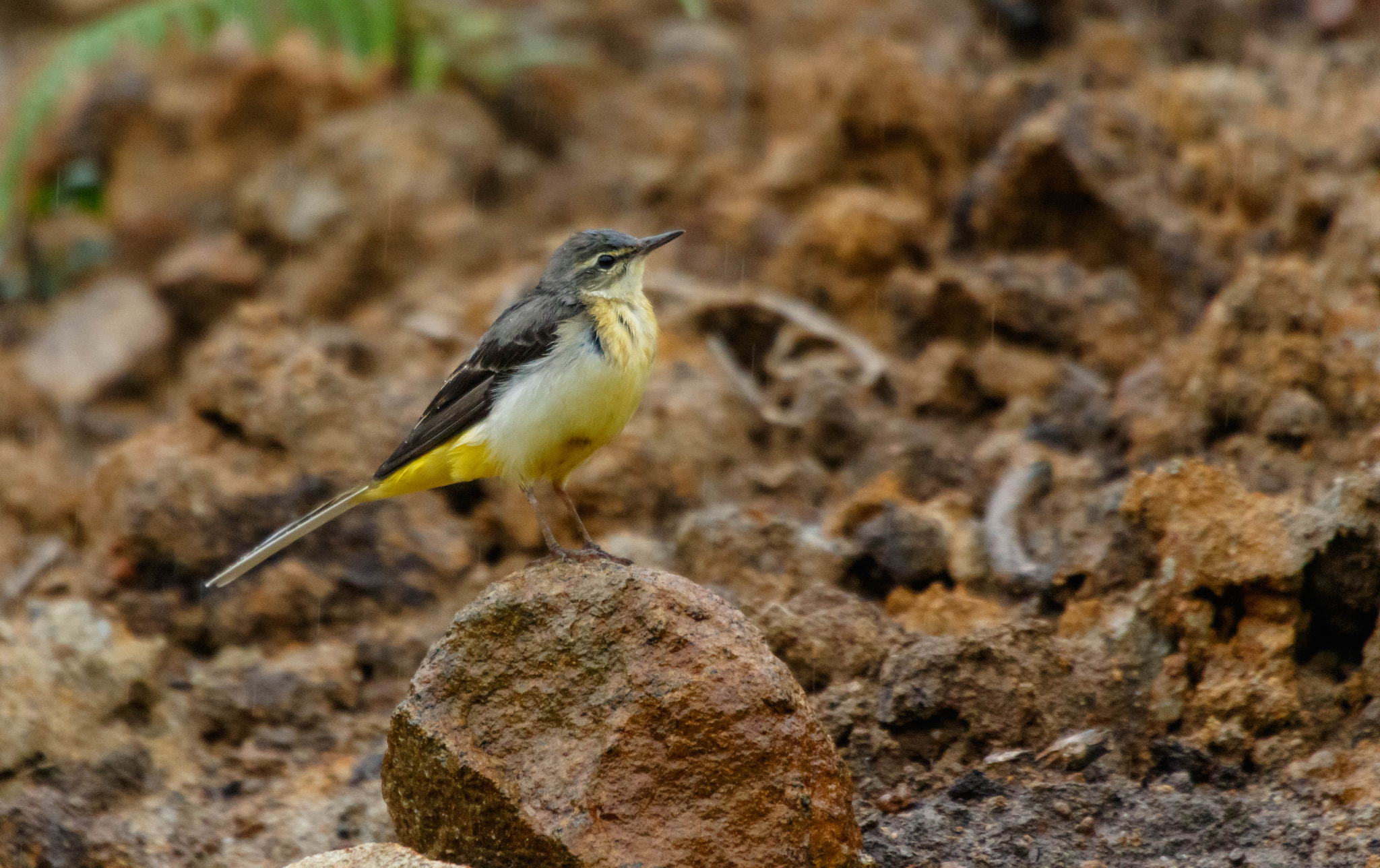 Canon EOS 7D Mark II + Sigma 50-500mm F4.5-6.3 DG OS HSM sample photo. Grey wagtail photography