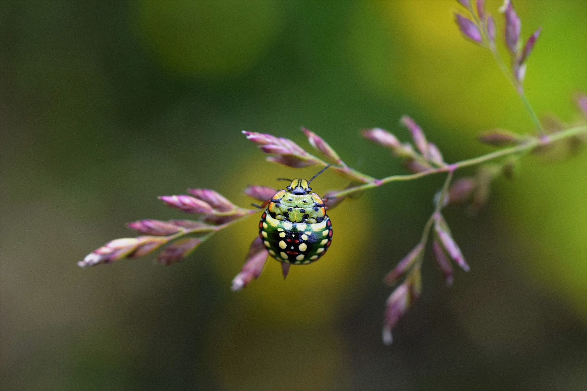Nikon AF Micro-Nikkor 60mm F2.8D sample photo. Natura in techicolor photography
