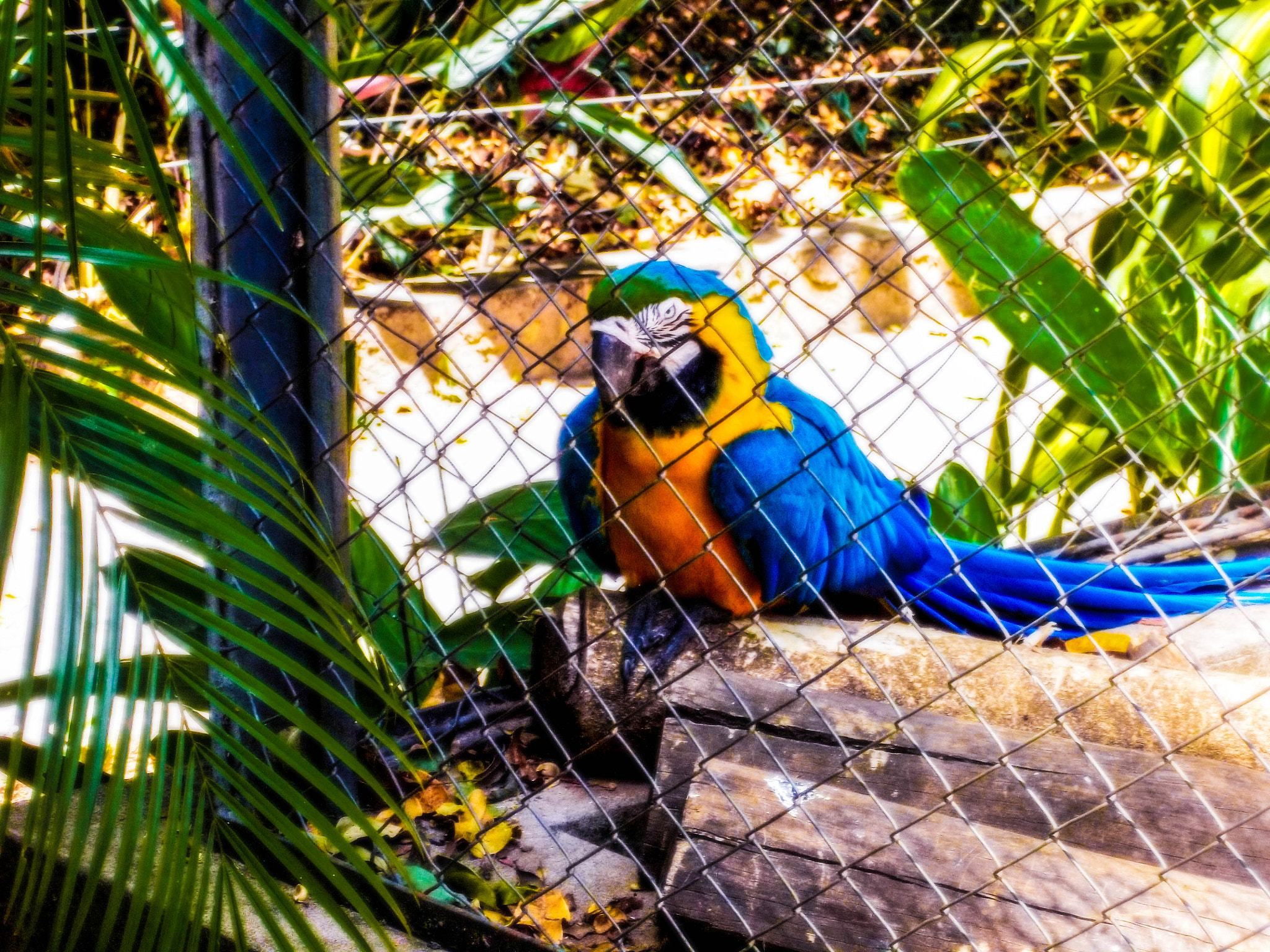 Kodak EASYSHARE M575 DIGITAL CAMERA sample photo. Arara photography