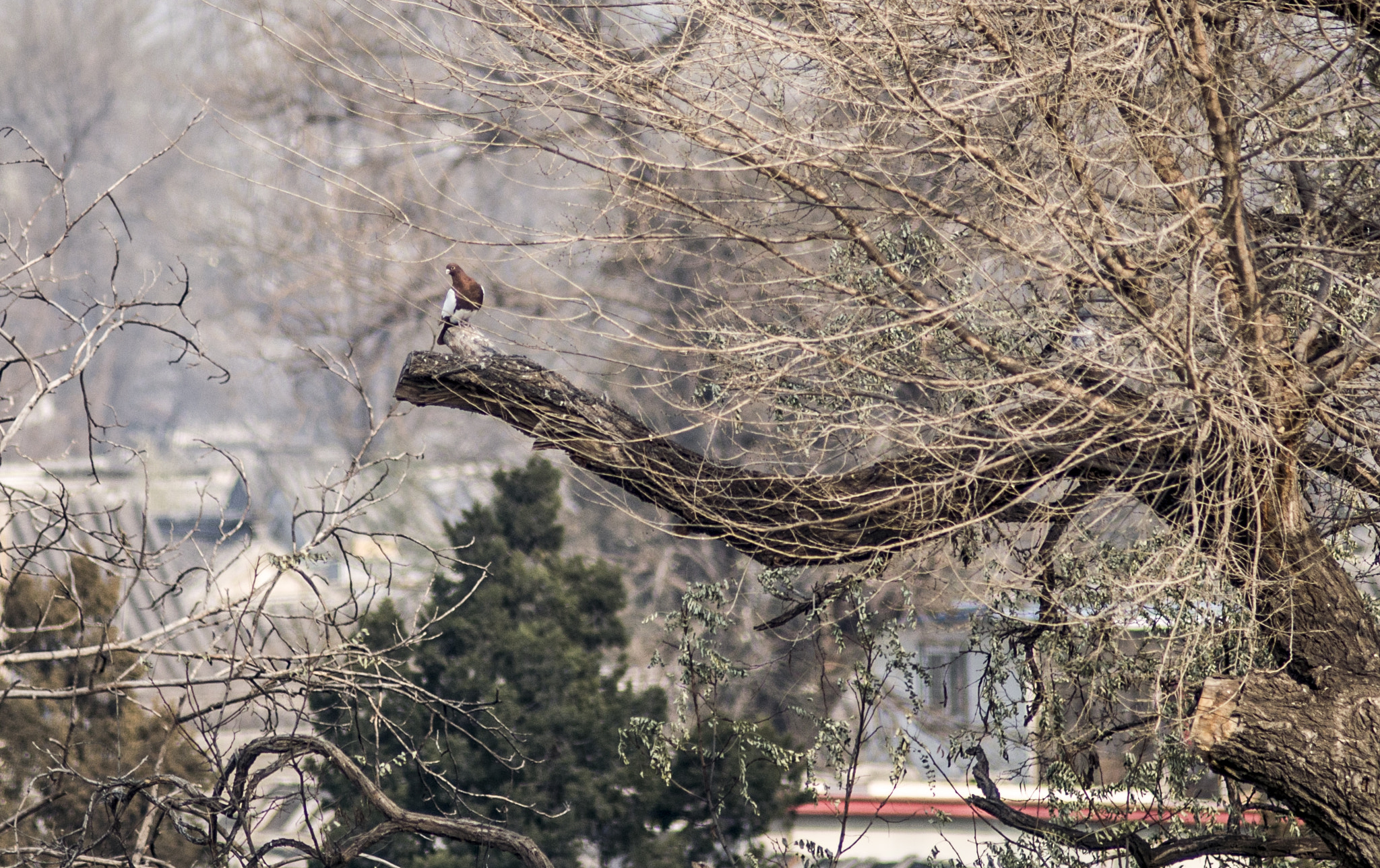 Nikon AF Nikkor 180mm F2.8D ED-IF sample photo