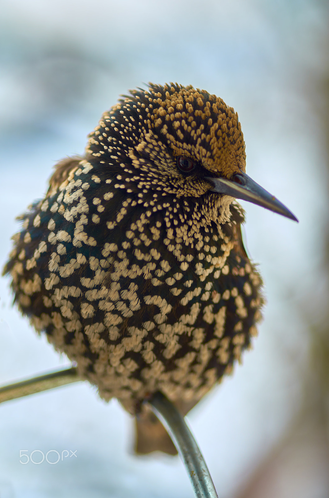 Nikon AF Micro-Nikkor 60mm F2.8D sample photo. European starling (sturnus vulgaris) photography