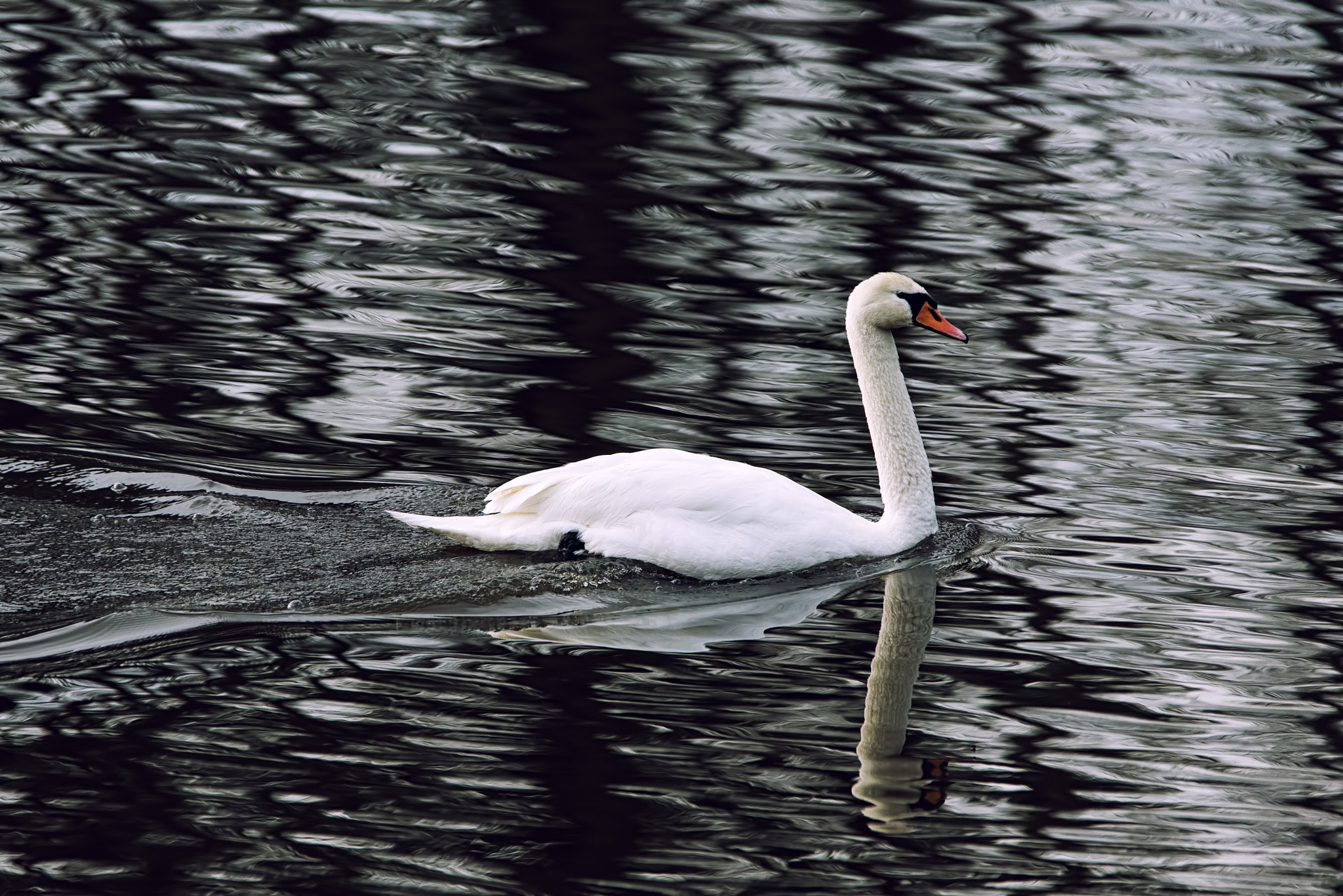 Nikon D750 sample photo. Black water swan photography