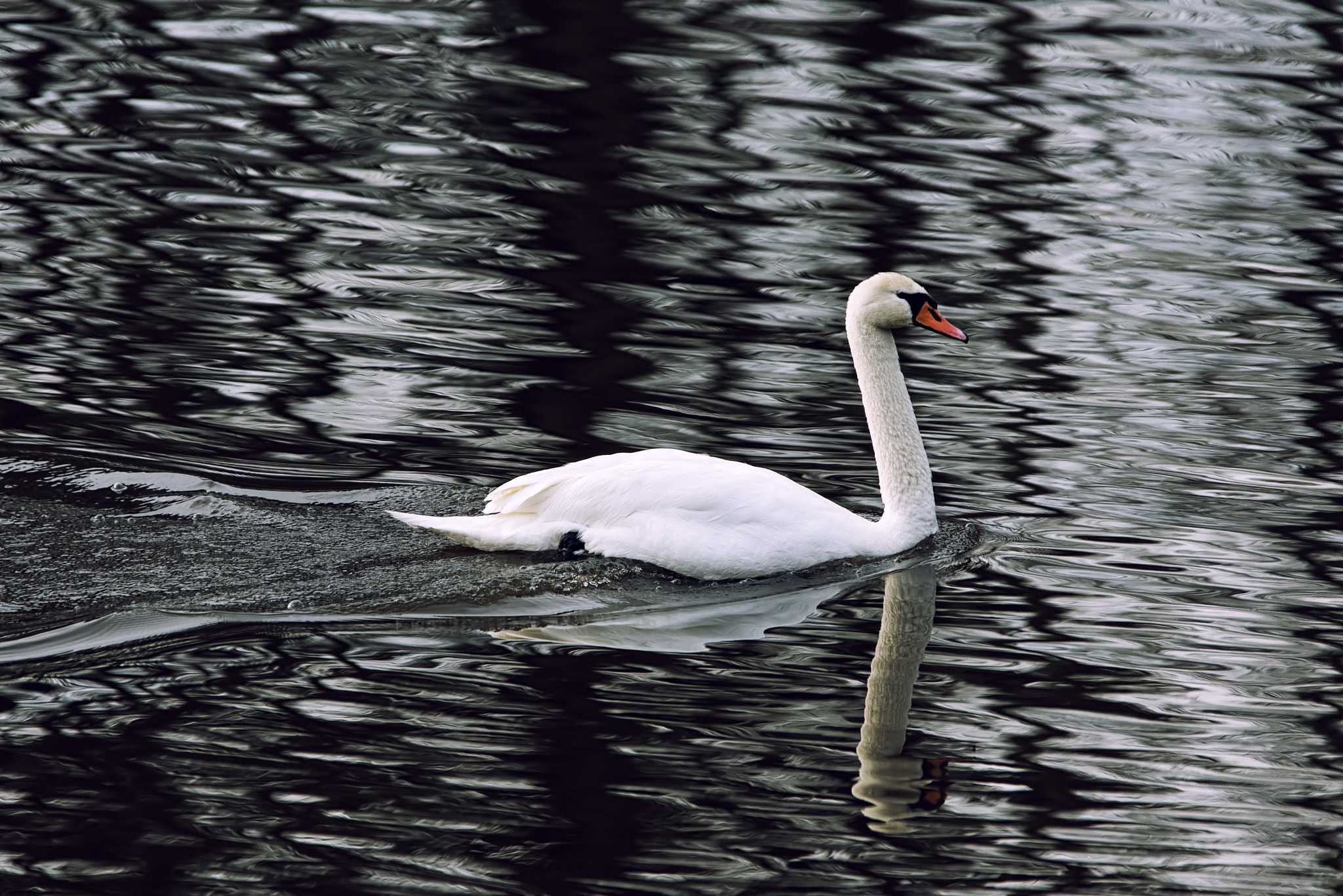 Sigma 150-500mm F5-6.3 DG OS HSM sample photo. Black water swan photography