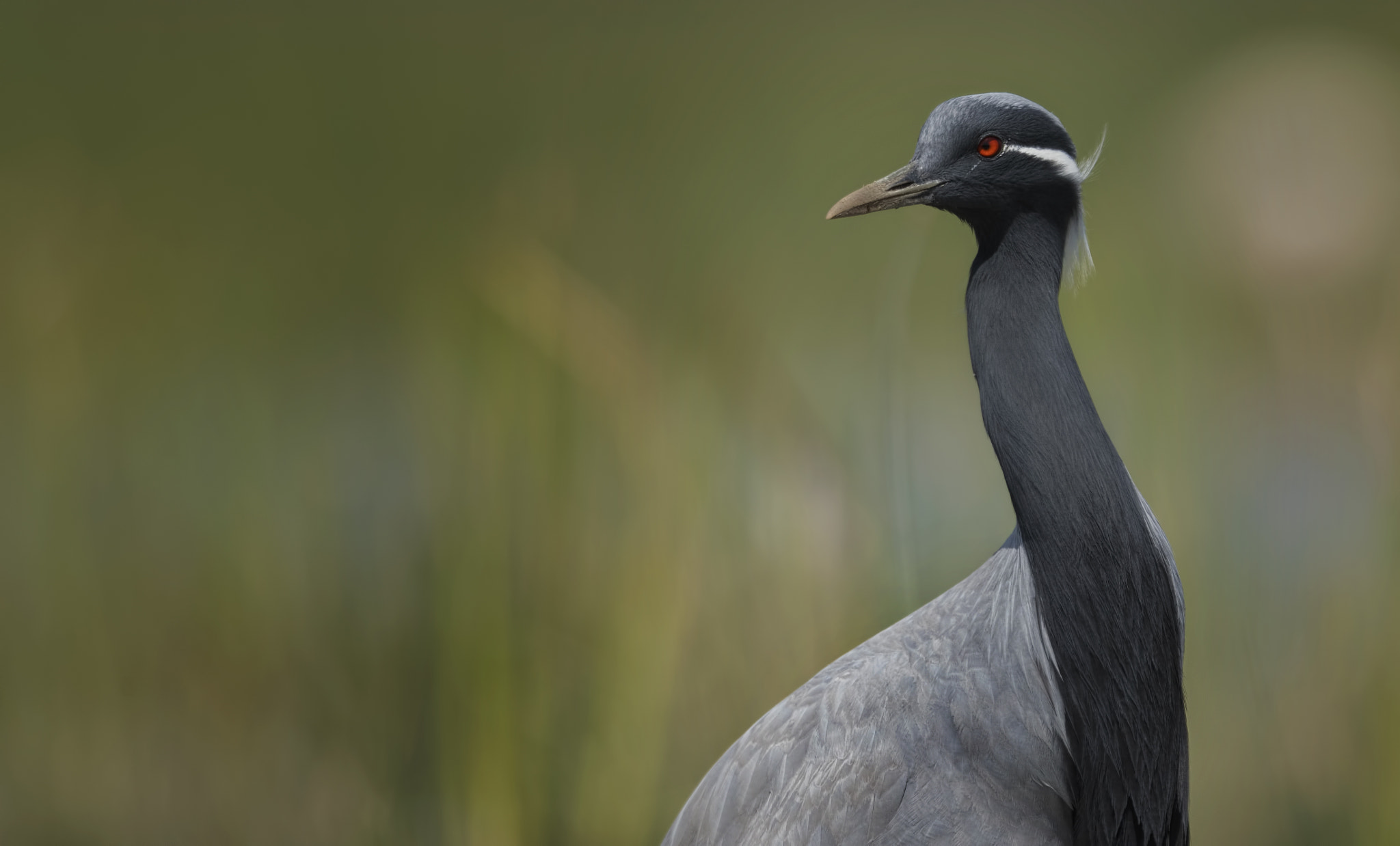 Nikon D750 sample photo. Demoiselle crane photography