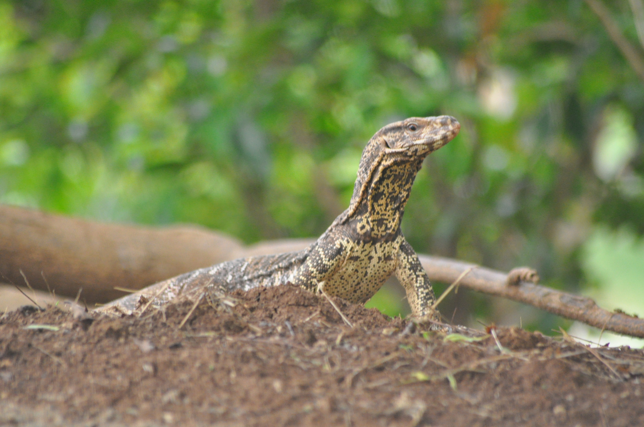 Nikon D5000 + Sigma 70-300mm F4-5.6 APO DG Macro sample photo. Monitor lizard photography