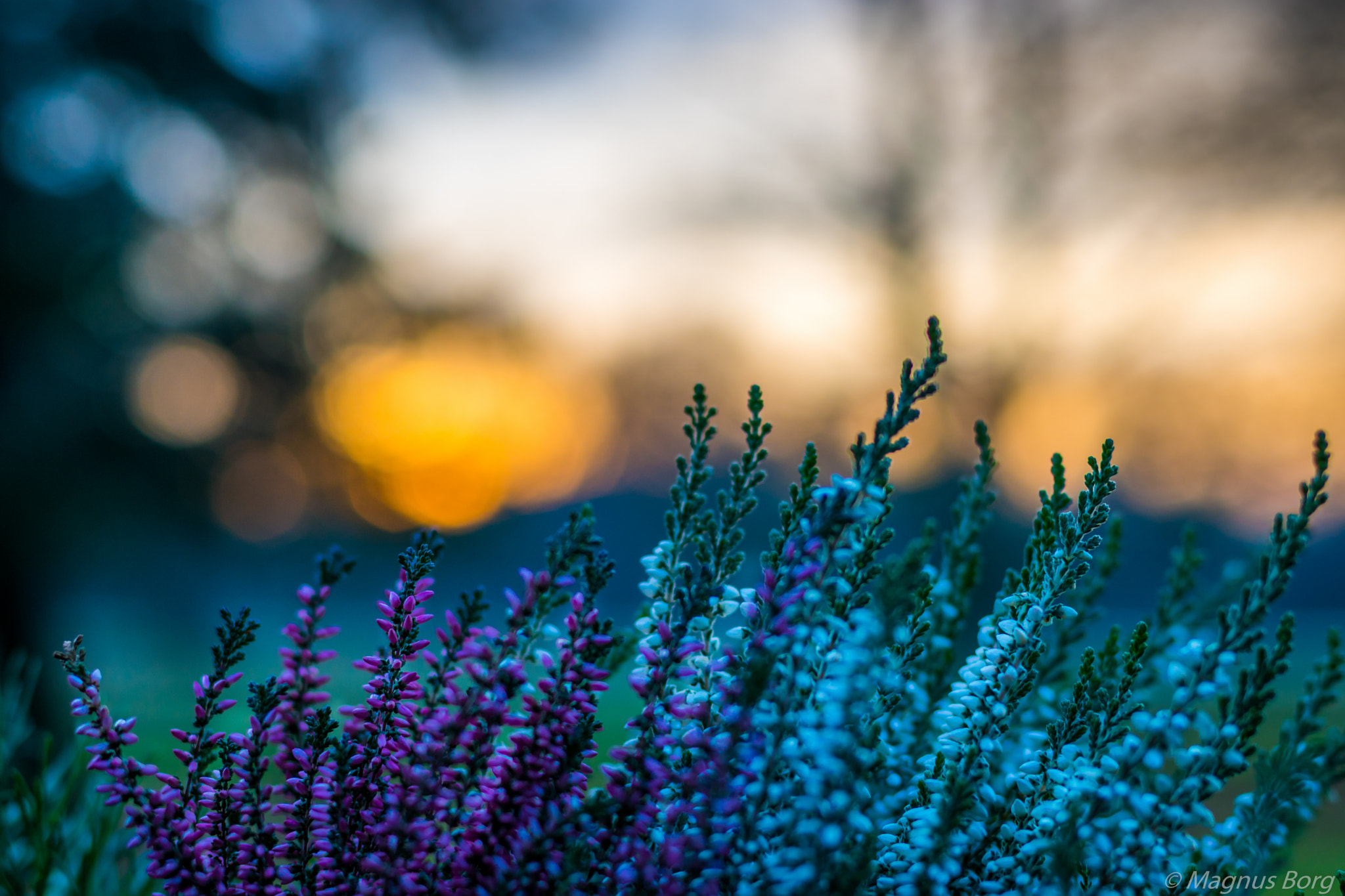 Sony ILCA-77M2 + Sony 50mm F1.4 sample photo. Golden bokeh of flowers with setting sun in background photography