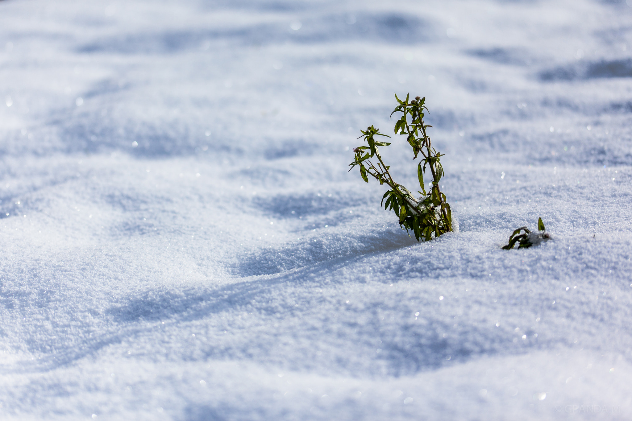 Sigma 105mm F2.8 EX DG OS HSM sample photo. Fragile photography