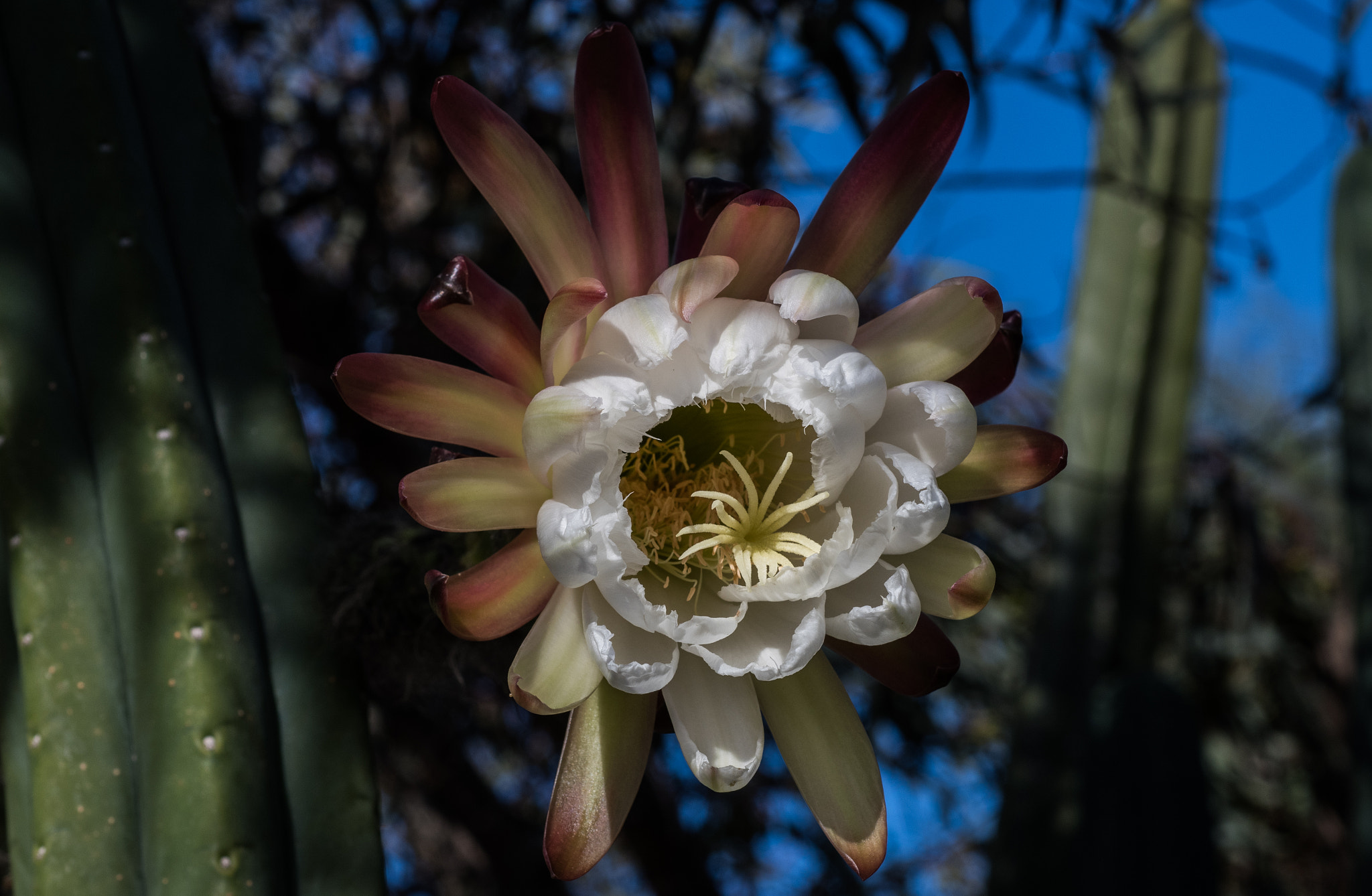 Nikon D500 + Nikon AF Micro-Nikkor 60mm F2.8D sample photo. Cactus flower photography