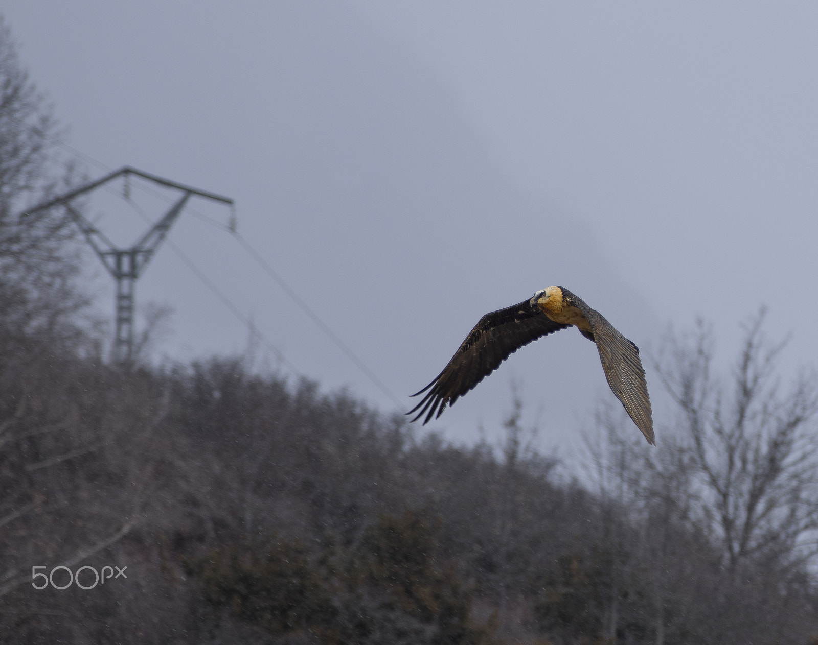 smc PENTAX-FA* 300mm F4.5 ED[IF] sample photo. Quebrantahuesos photography