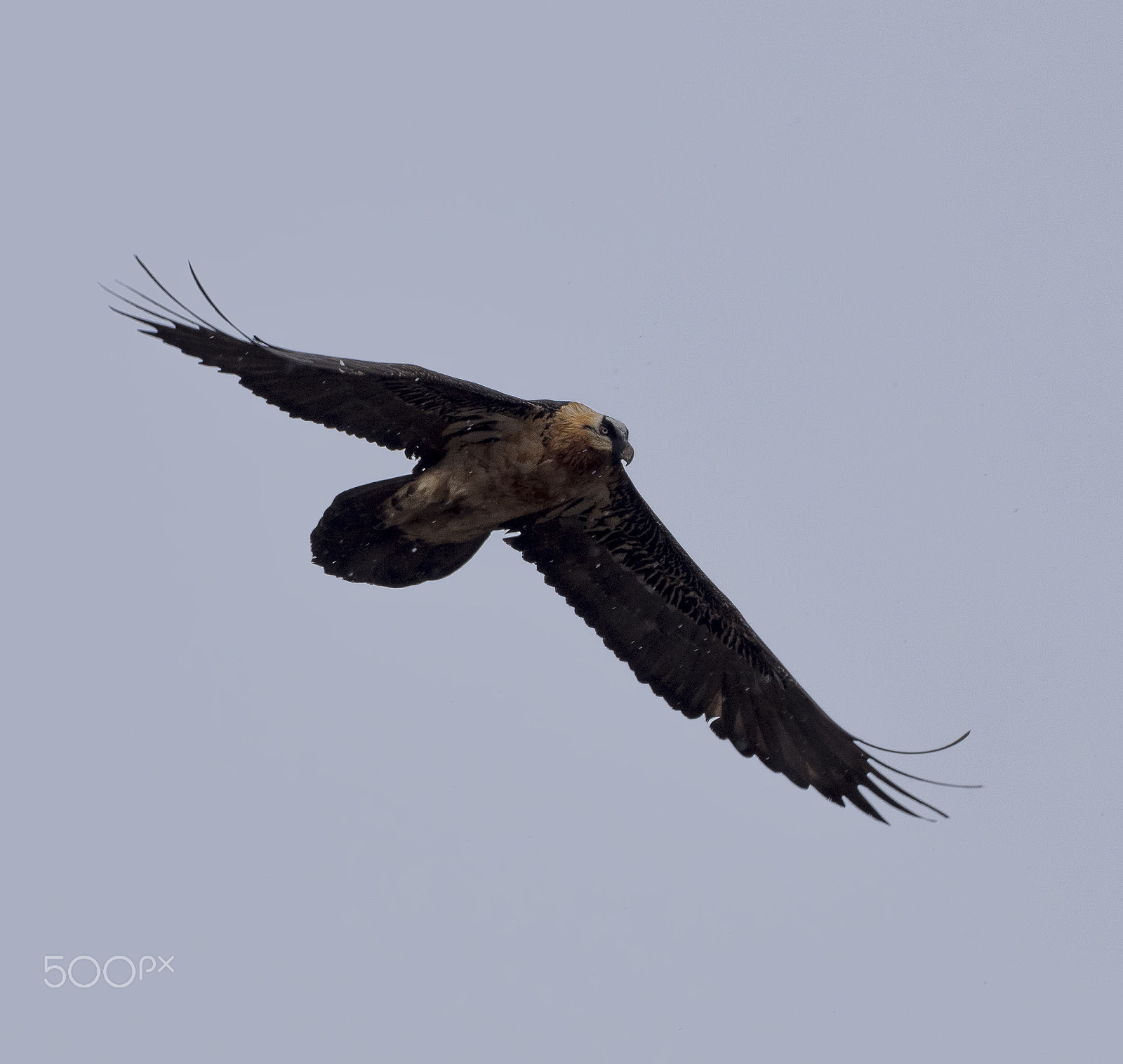 smc PENTAX-FA* 300mm F4.5 ED[IF] sample photo. Quebrantahuesos photography