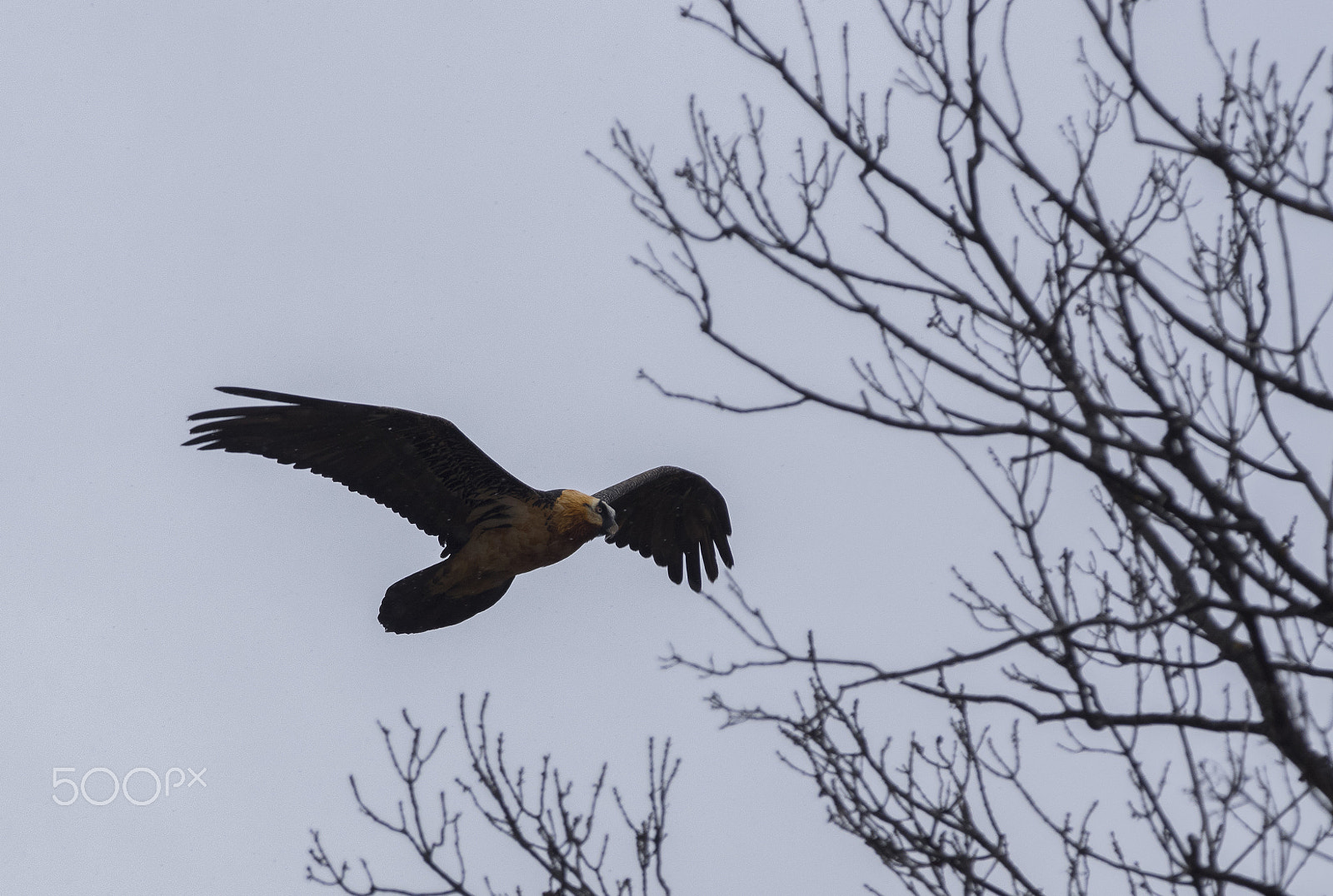 Pentax K-3 II + smc PENTAX-FA* 300mm F4.5 ED[IF] sample photo. Quebrantahuesos photography