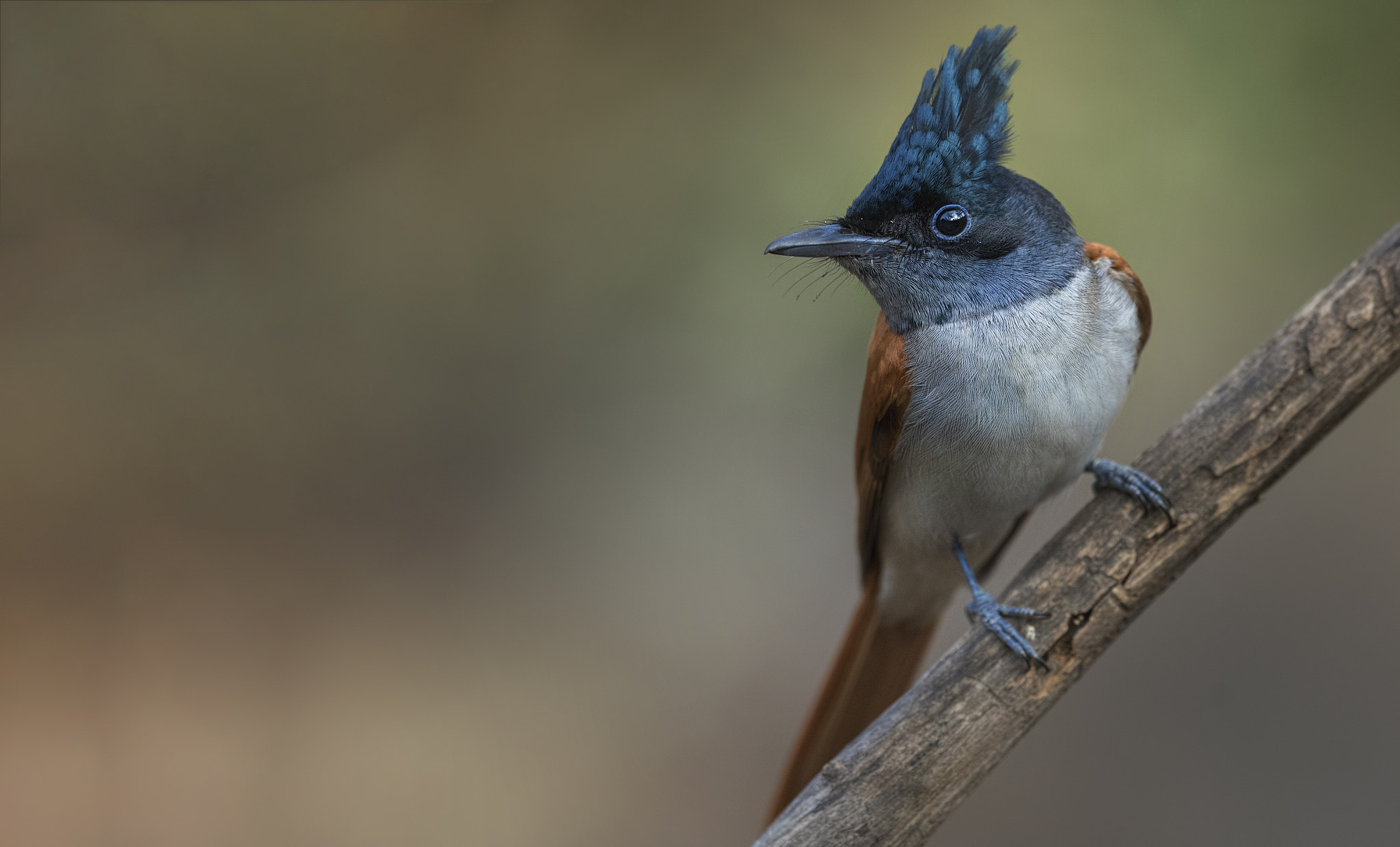 Nikon D750 sample photo. Indian paradise flycatcher photography