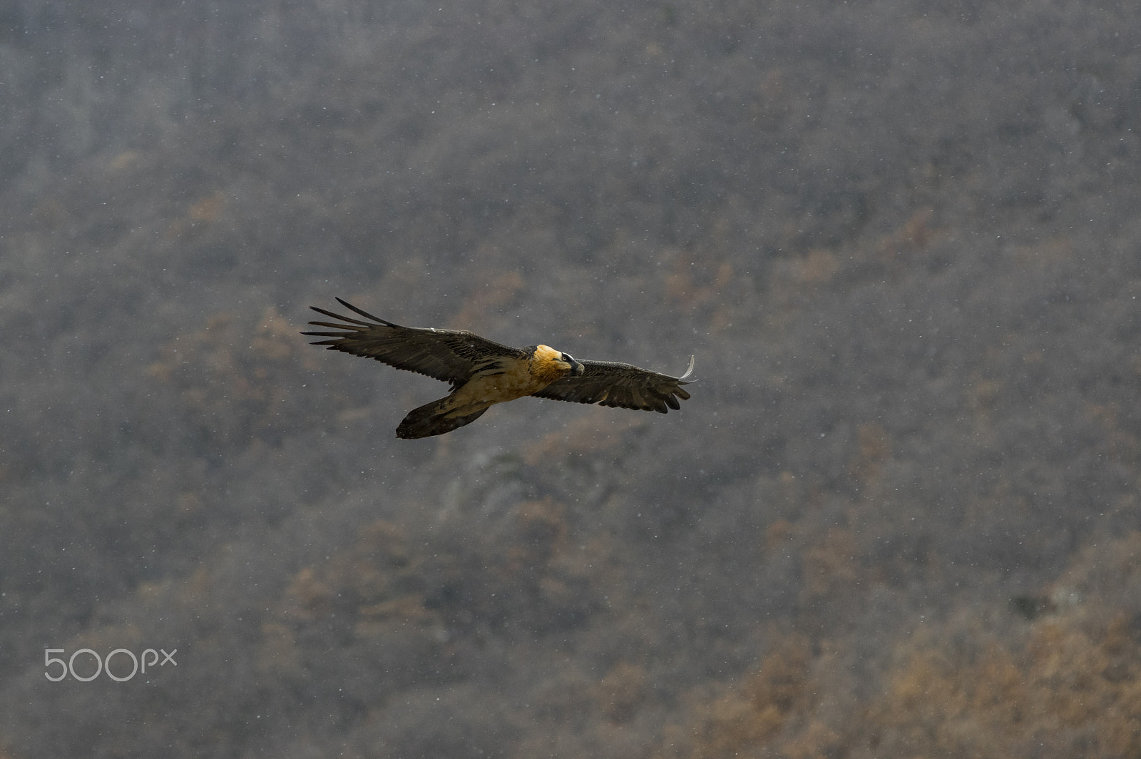 smc PENTAX-FA* 300mm F4.5 ED[IF] sample photo. Quebrantahuesos photography