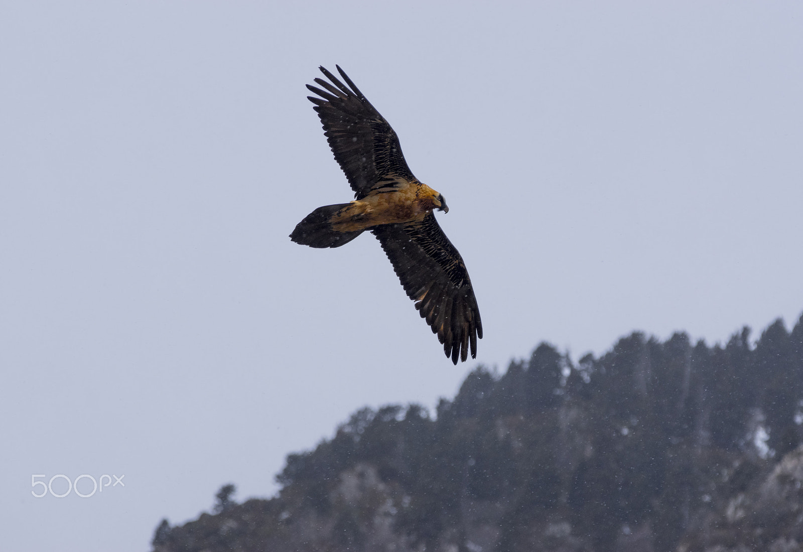 Pentax K-3 II + smc PENTAX-FA* 300mm F4.5 ED[IF] sample photo. Quebrantahuesos photography