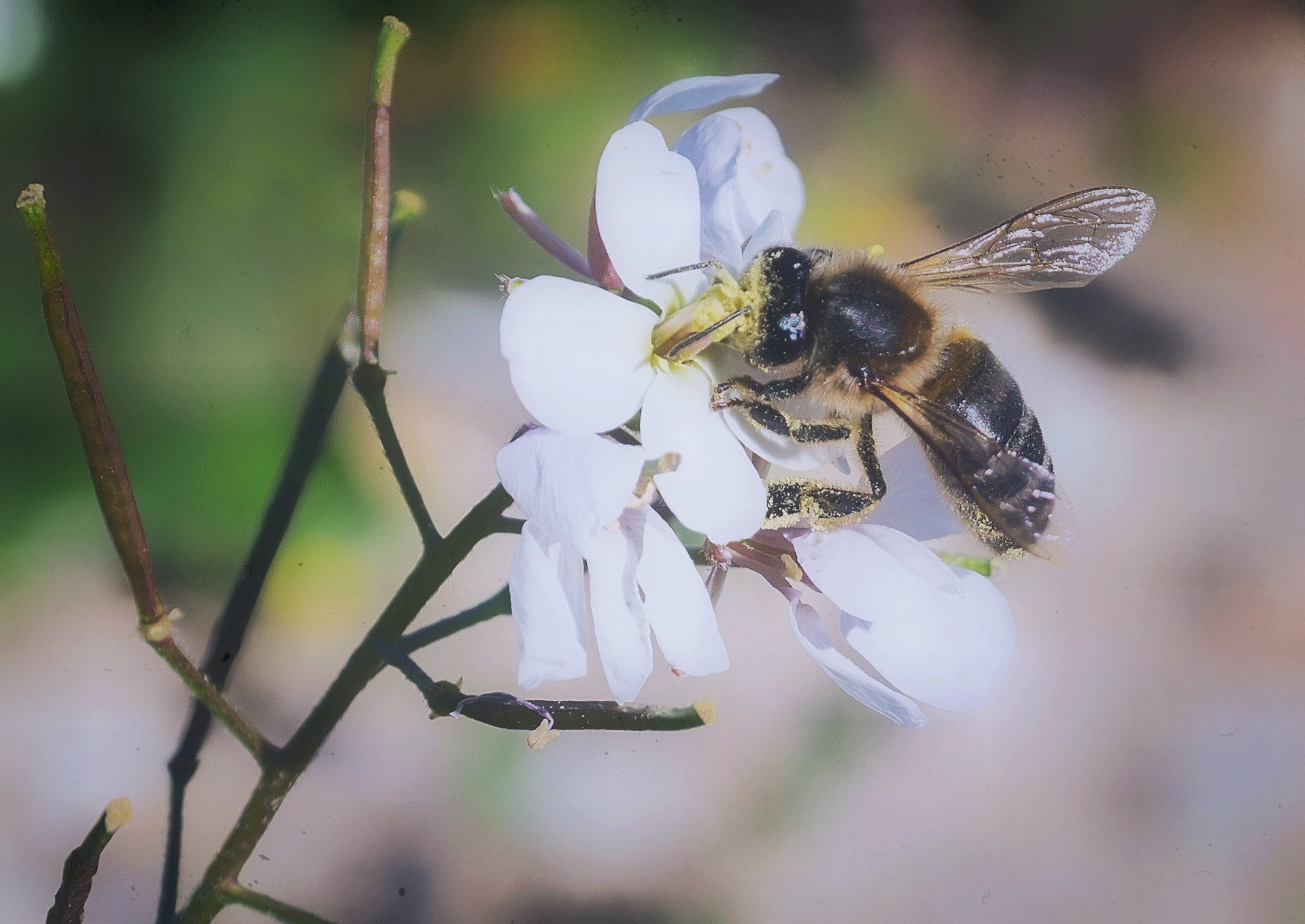 Samsung NX 18-55mm F3.5-5.6 OIS sample photo. Bee photography