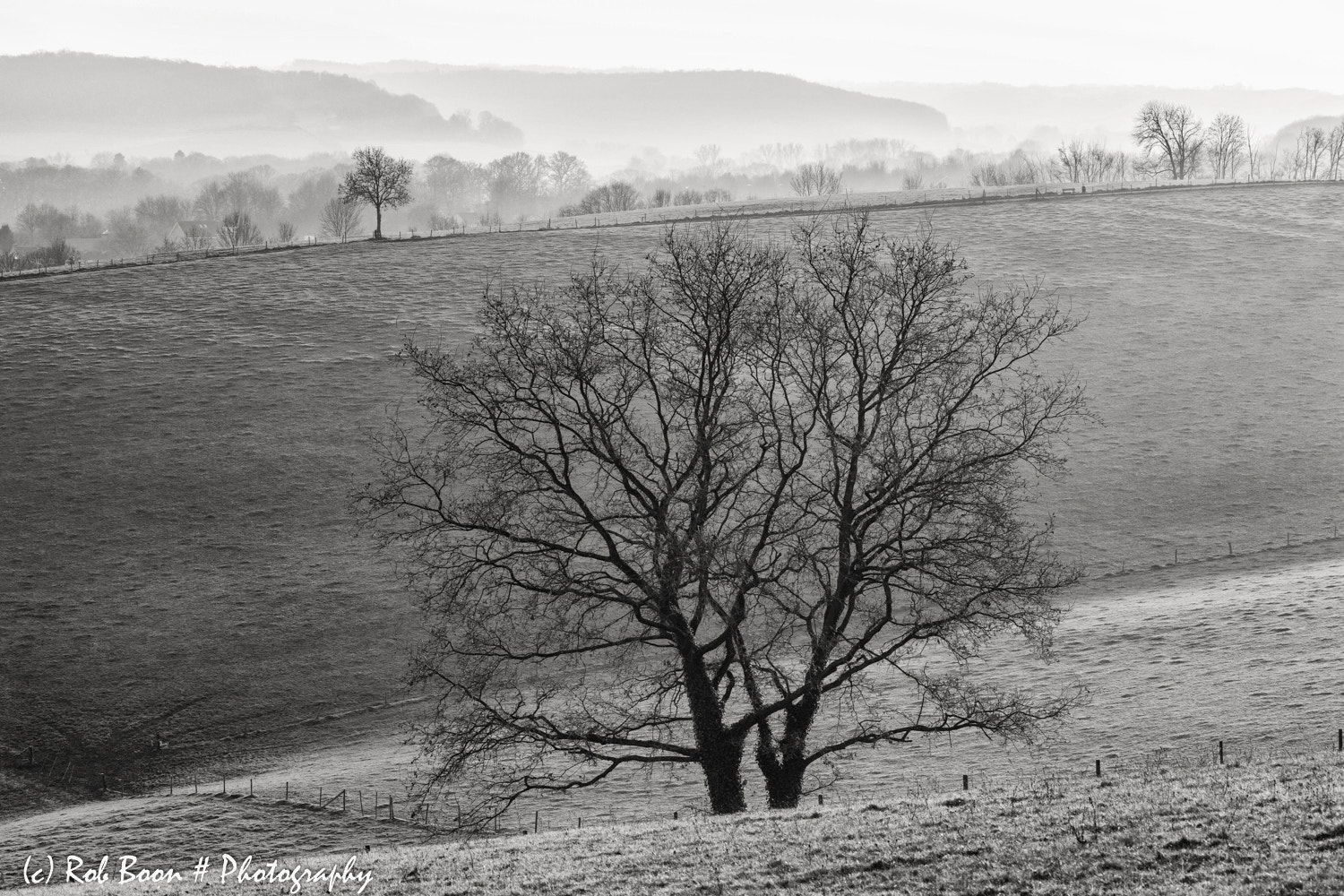 Canon EOS 5DS sample photo. Lonely tree @ gulpen photography