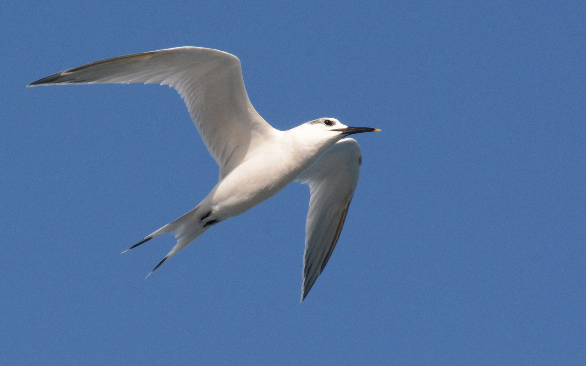 Sigma 70-300mm F4-5.6 APO DG Macro sample photo. Sandwich tern photography