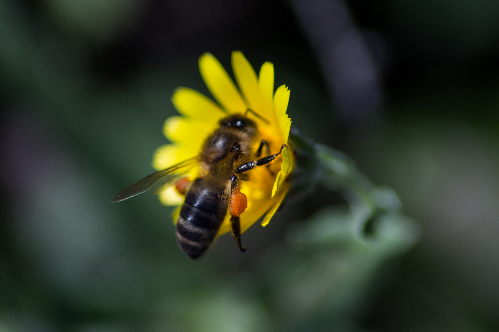Canon EOS 650D (EOS Rebel T4i / EOS Kiss X6i) sample photo. Anthophila photography