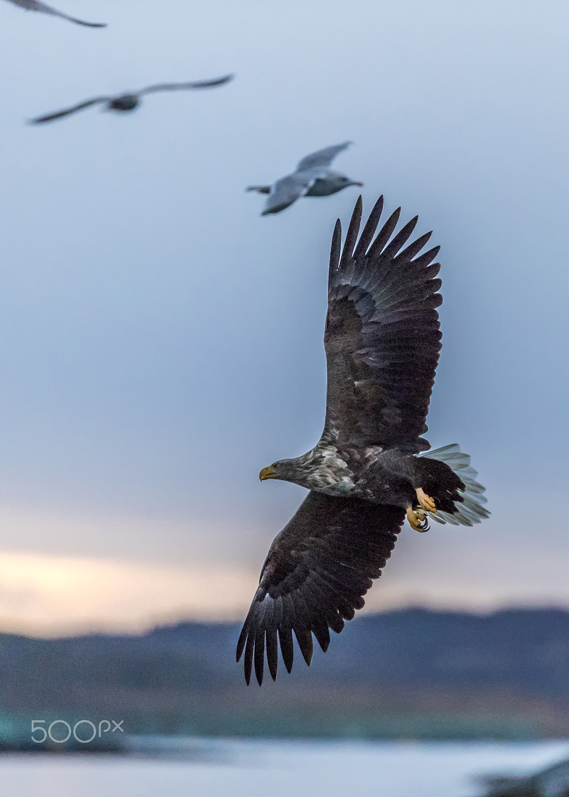 Canon EOS-1D X Mark II + Canon EF 200-400mm F4L IS USM Extender 1.4x sample photo. Eagle photography