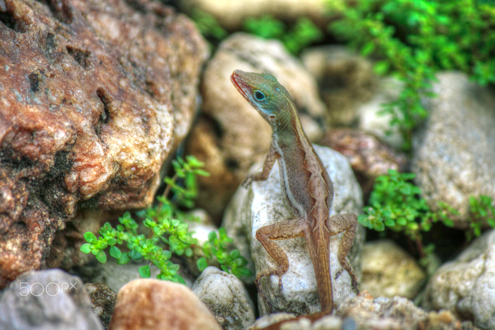 Canon EOS 400D (EOS Digital Rebel XTi / EOS Kiss Digital X) + Canon EF-S 55-250mm F4-5.6 IS sample photo. Posing gecko photography