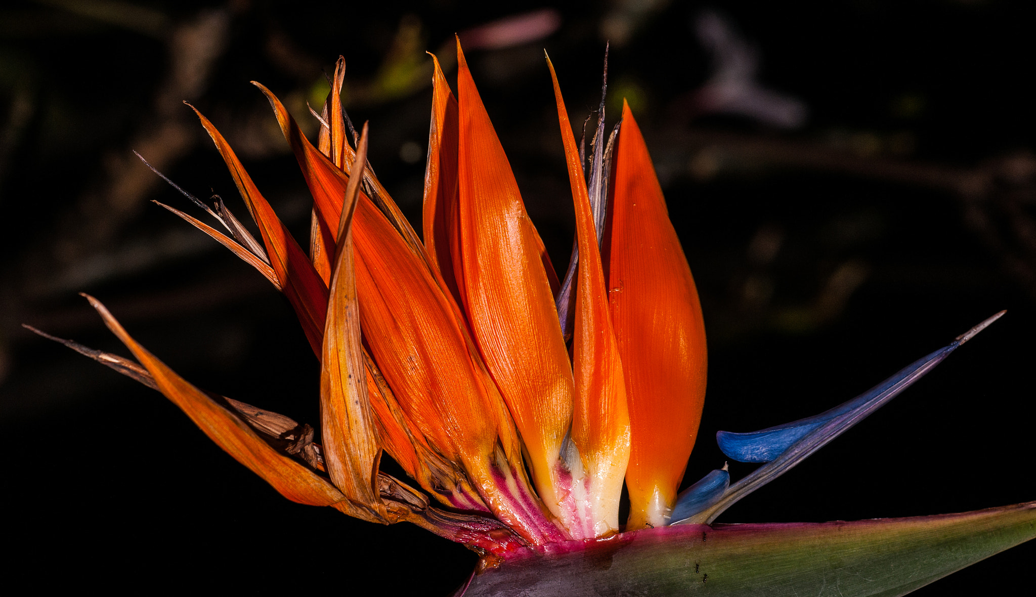 Sigma 150mm F2.8 EX DG Macro HSM sample photo. Bird of paradise photography
