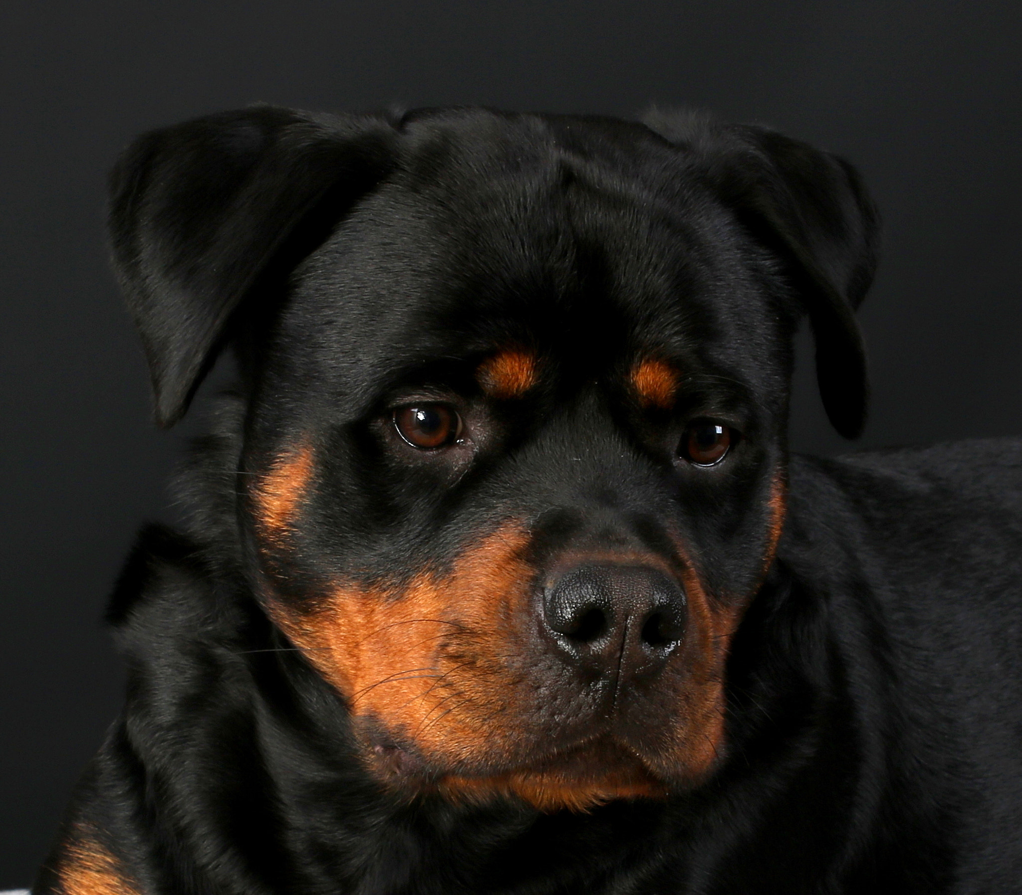 Canon EF-S 18-55mm F3.5-5.6 III sample photo. Diva photography